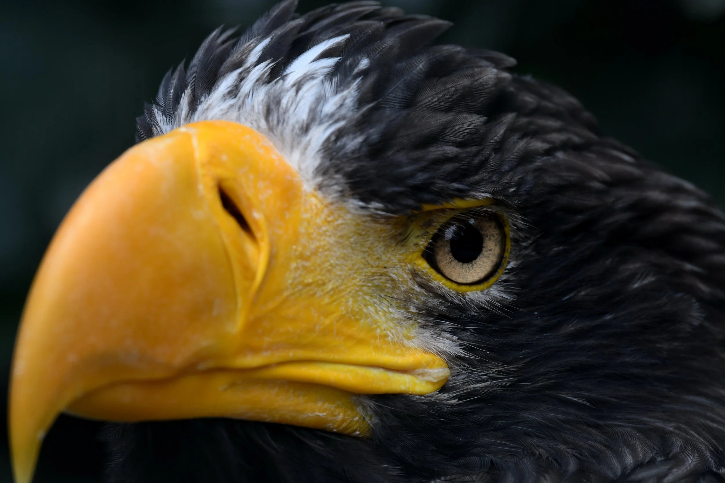 Ein Porträt eines Adlers mit gelbem Schnabel und scharfen Blick, Nahaufnahme des Vogels