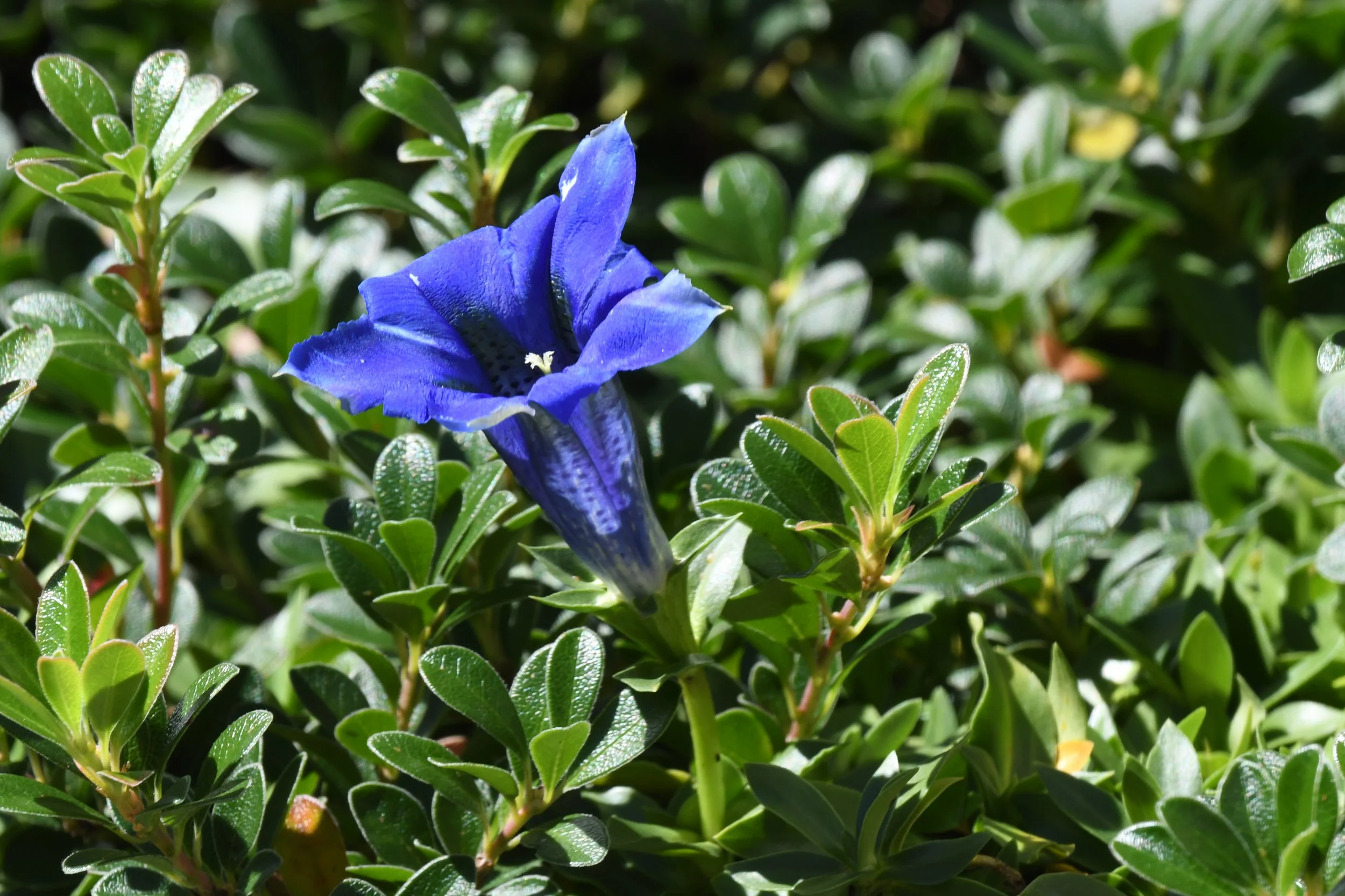 Blaue Blume, wahrscheinlich eine Genzianella, wächst in einem grünen Laub.