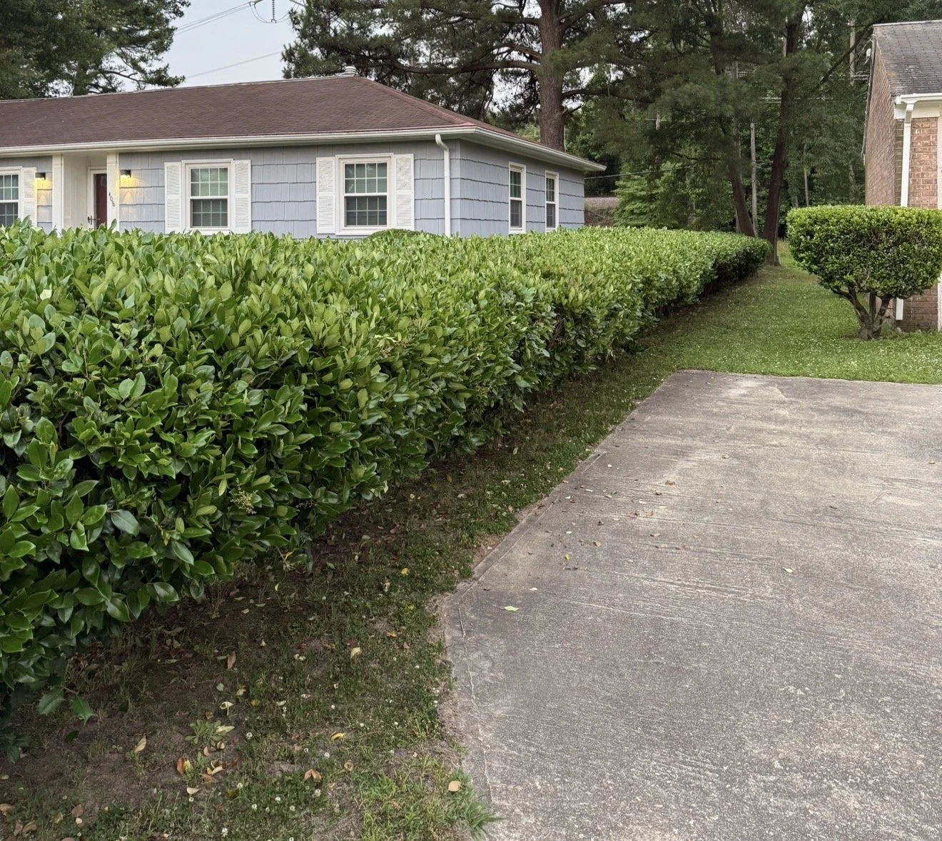 Bush trimming done right looks fresh