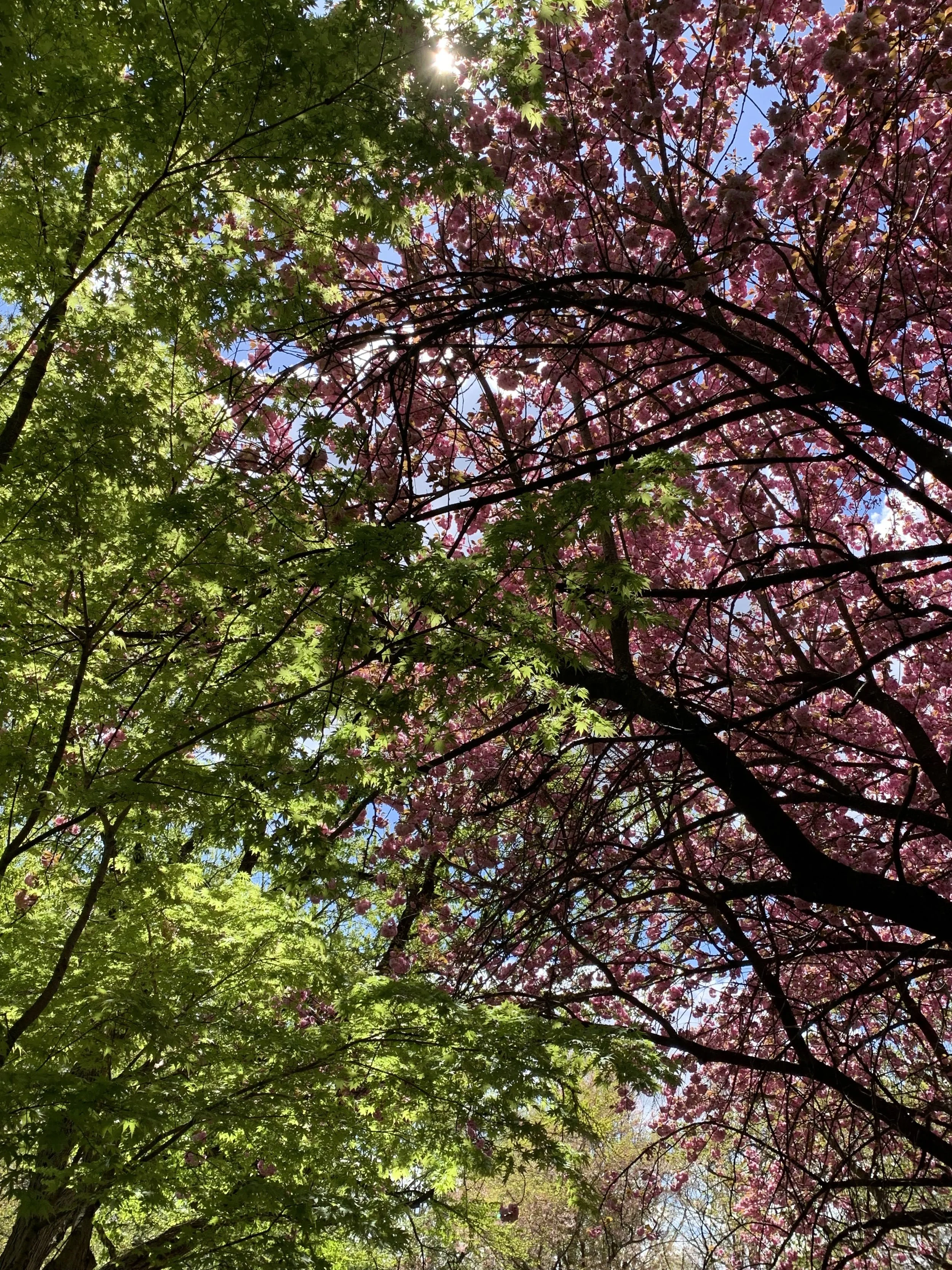 Individual Psychotherapy