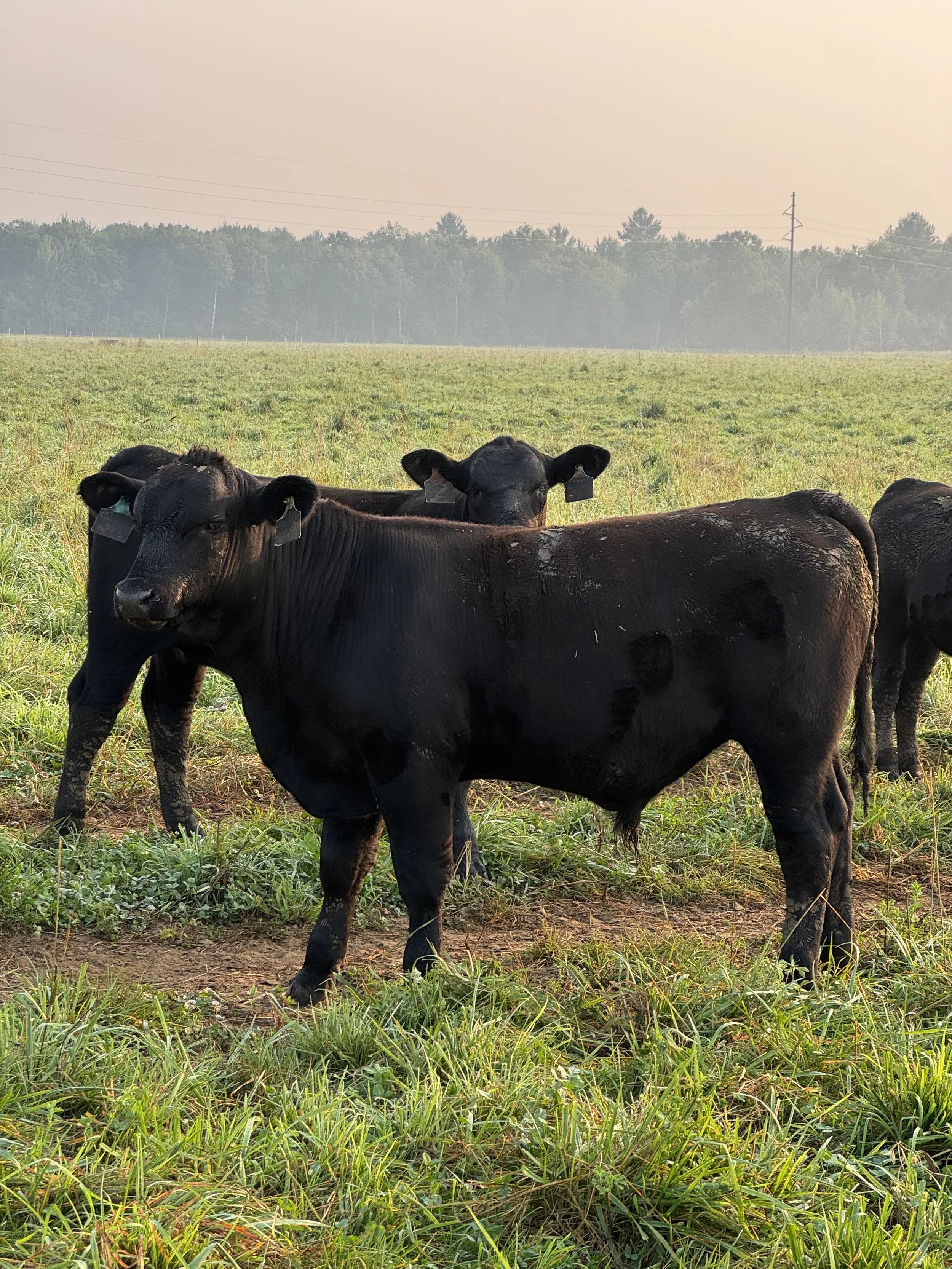 Several black calves standing in a grassy field with trees and power lines in the background.
