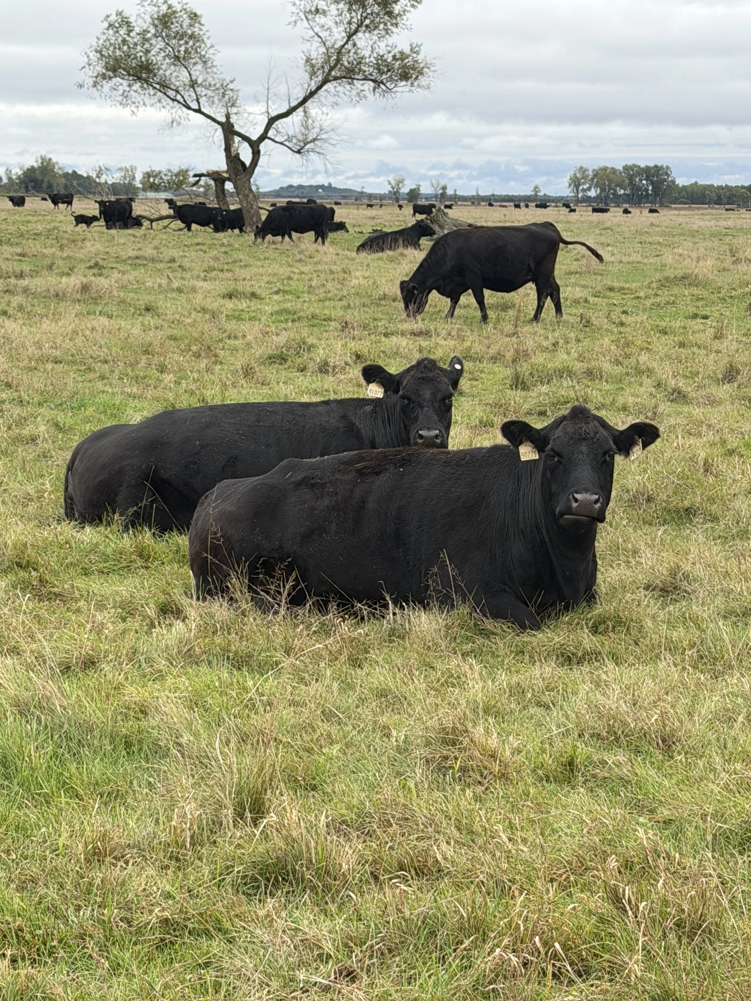 Black cows resting in a grassy field with a tree and more cows grazing in the background on a cloudy day.