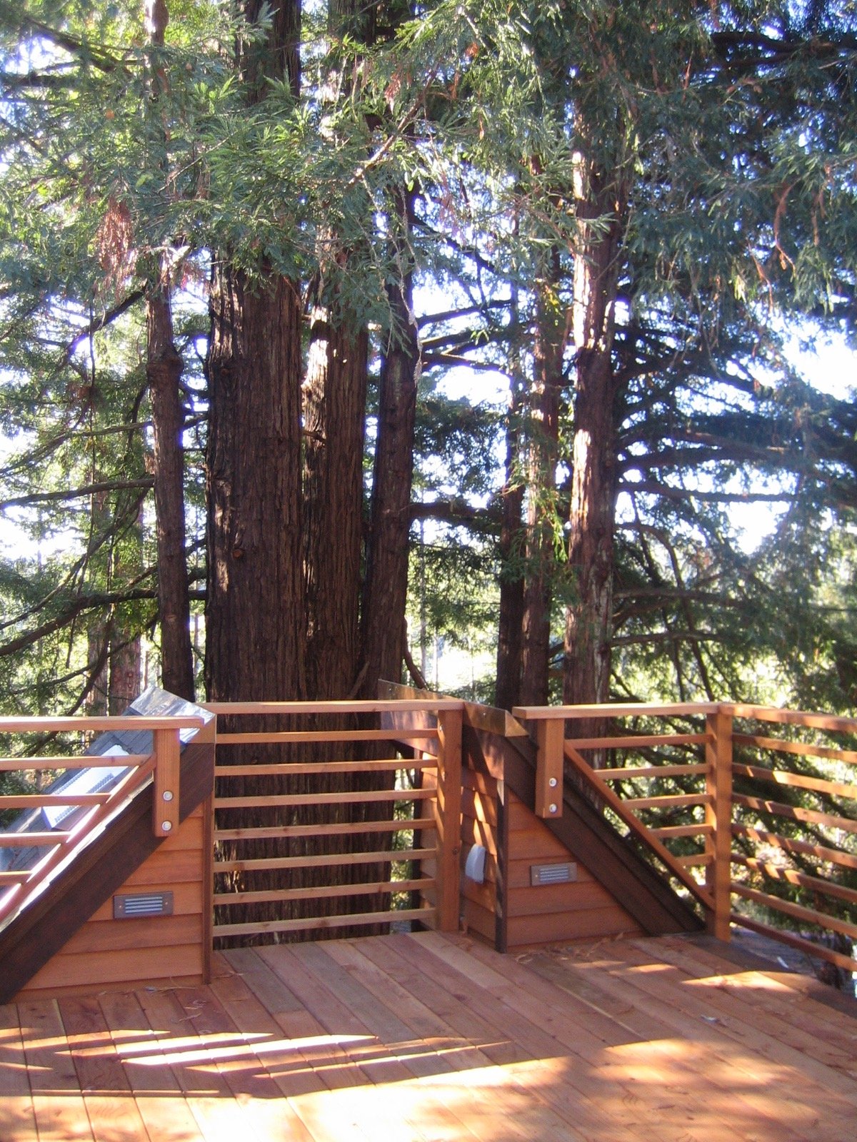 A wooden deck with railing surrounds a large redwood tree on a forested hillside.