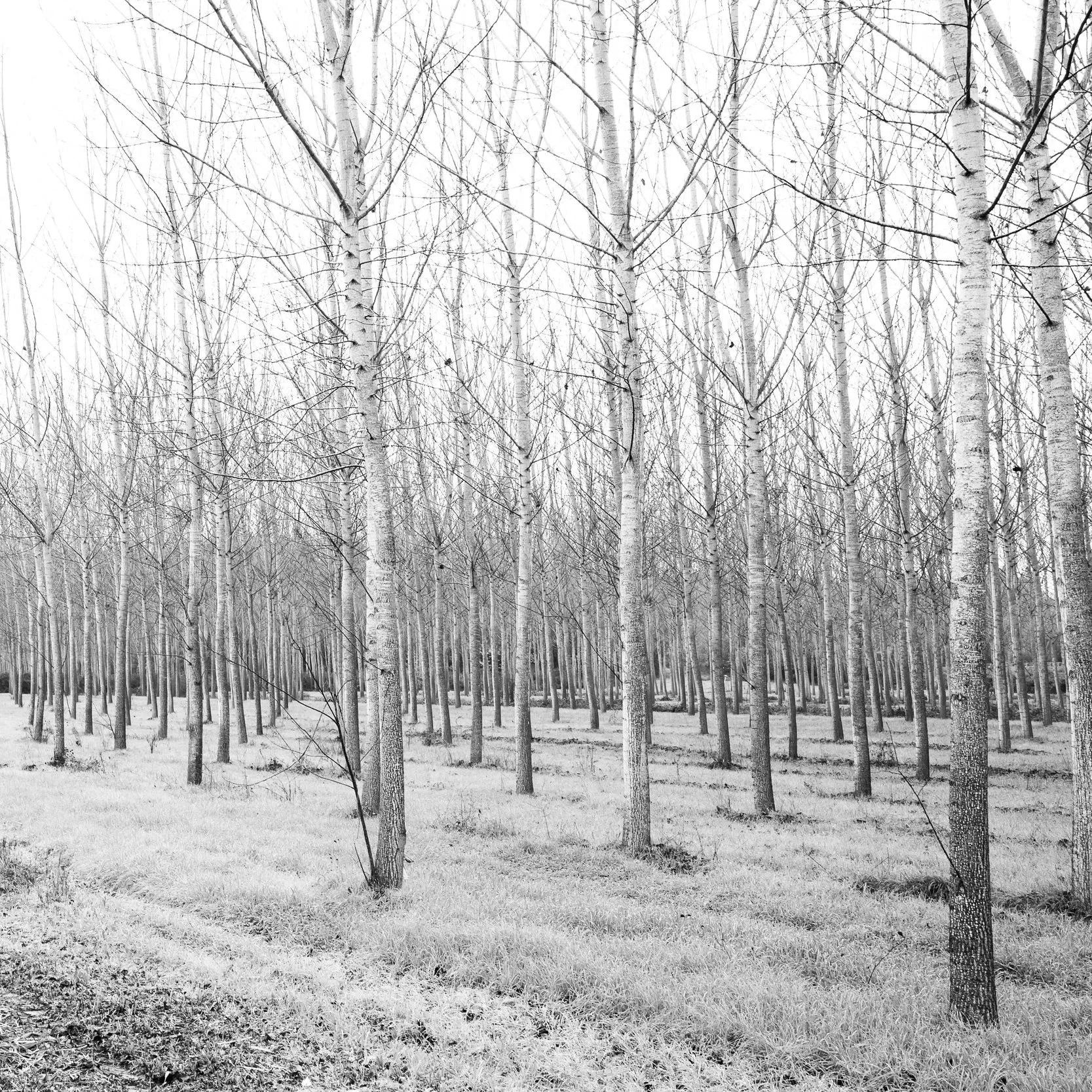 A black and white photograph of a winter forest with numerous leafless trees and grass on the ground.