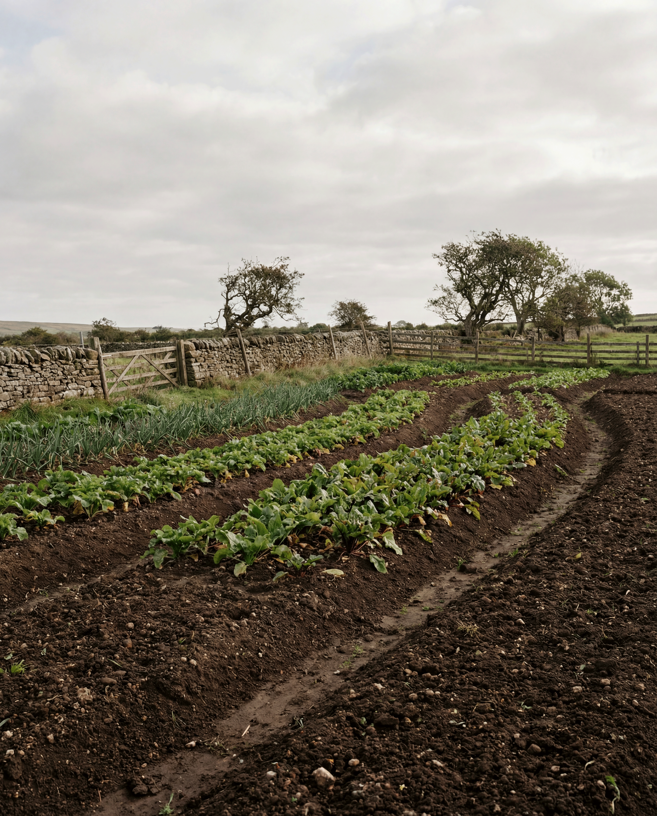 A farm with organized rows of green leafy crops, a stone wall, and wooden fences under a cloudy sky.
