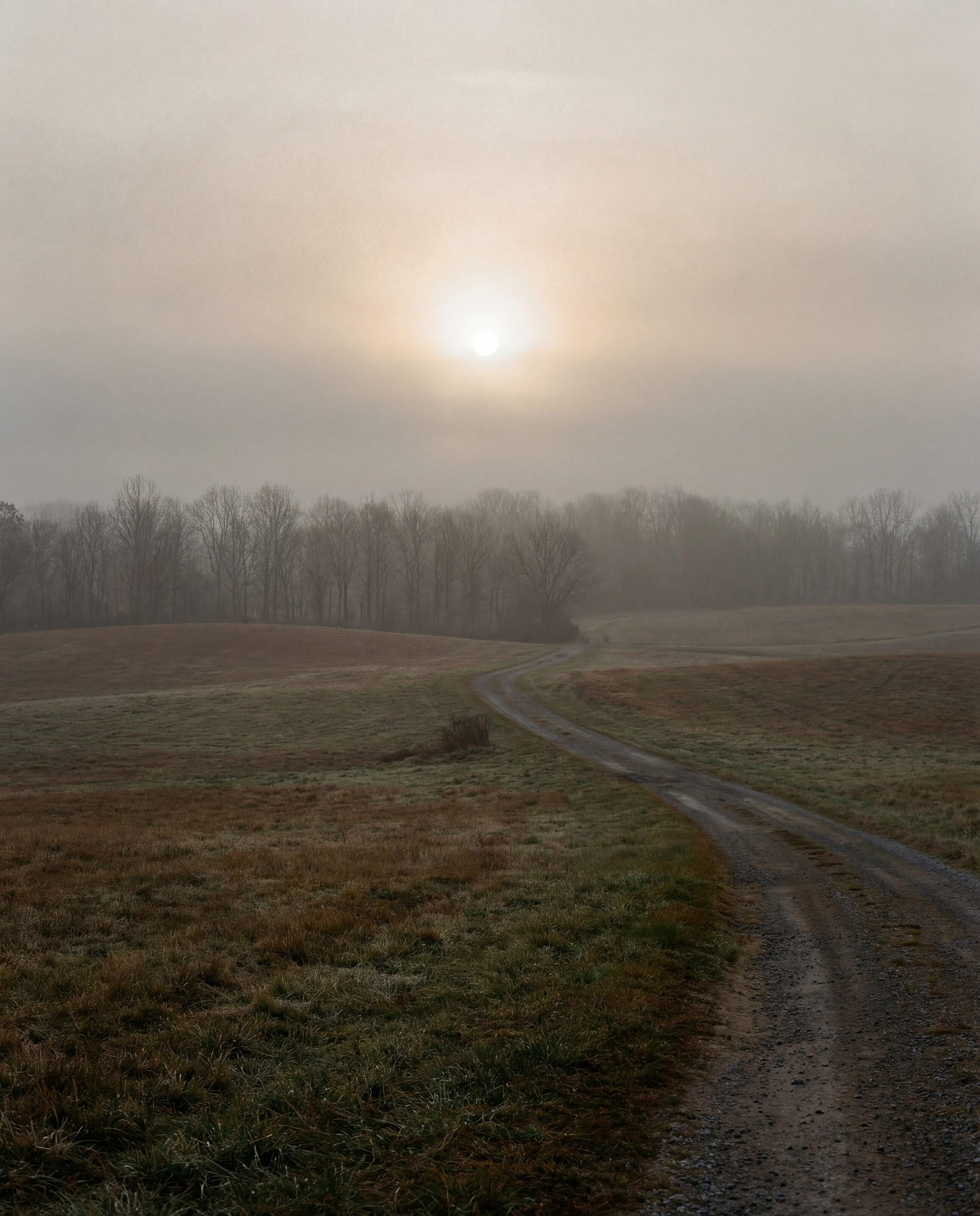 A dirt road winding through a grassy field towards a line of leafless trees on a foggy day with the sun faintly visible through the haze.