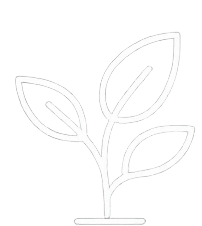 Pflanze als Symbol für Persönlichkeitsentwicklung.