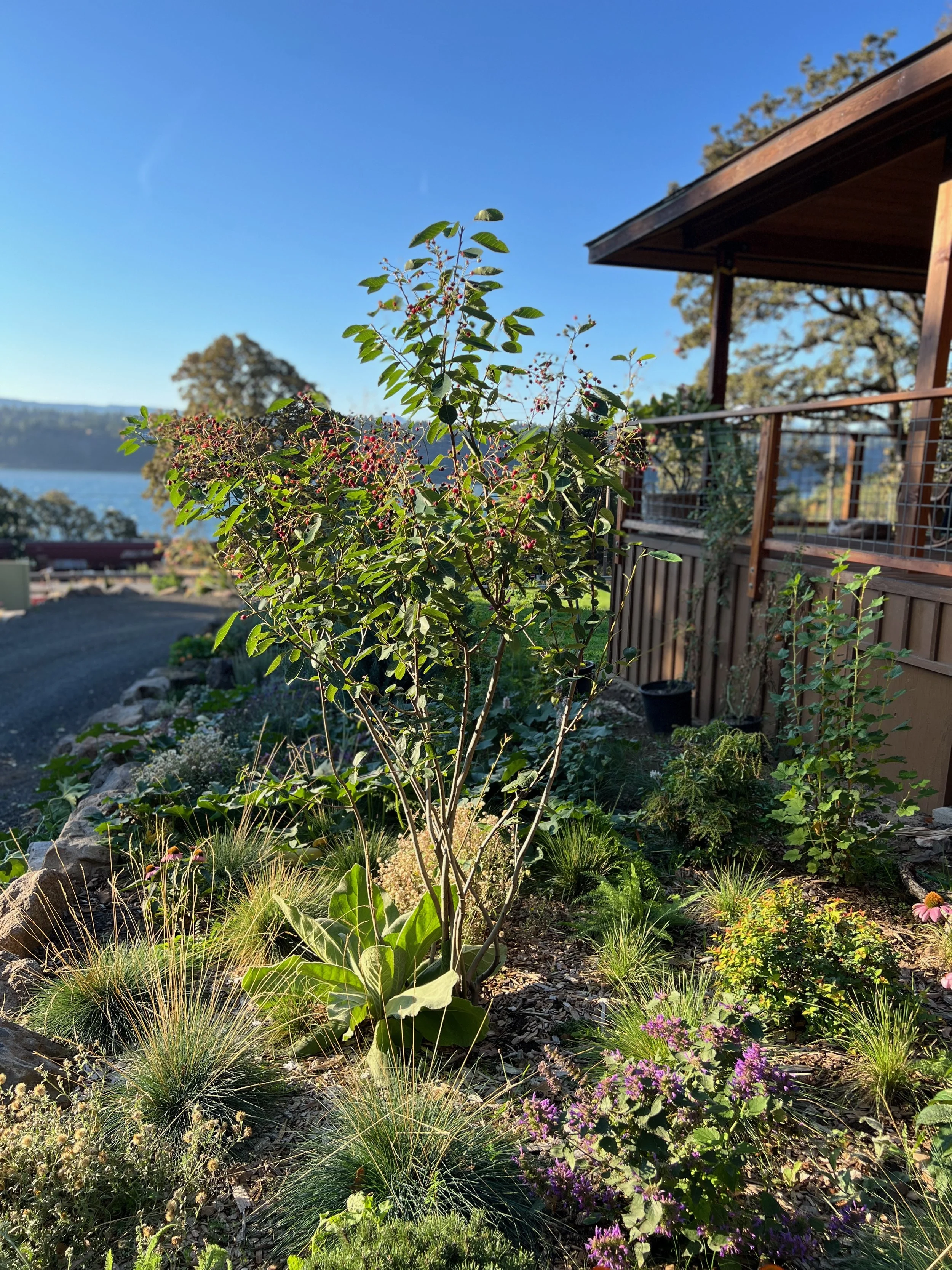 Amilanchier, fescue, heuchera with mullein planting by Garden Riot Designs 