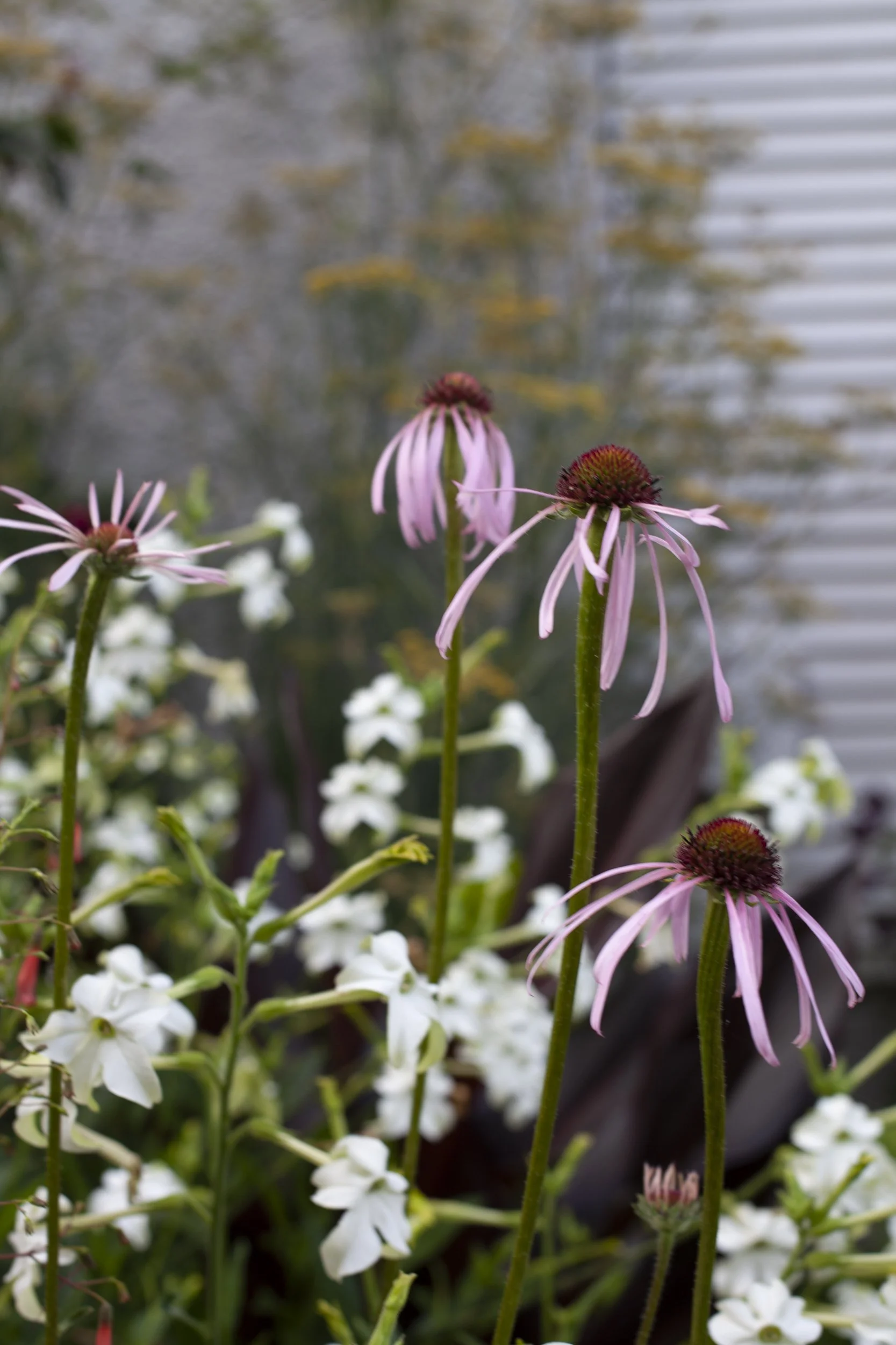 Echinacea, salvia, nicotiana, and pheasant feather grass by Garden Riot Designs, Columbia Gorge