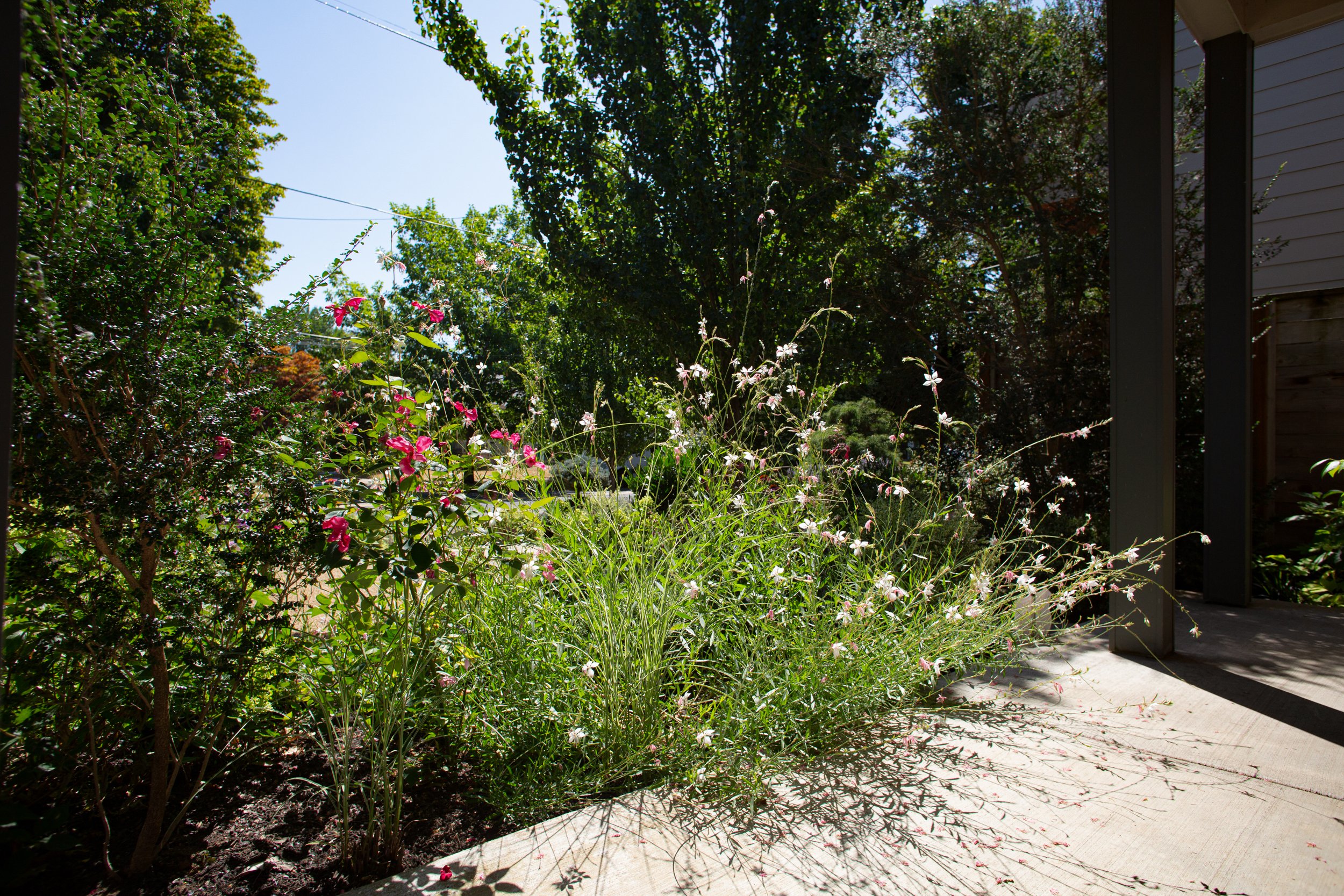 Gaura mutabilis and rose wild garden design by Garden Riot Designs, Hood River 