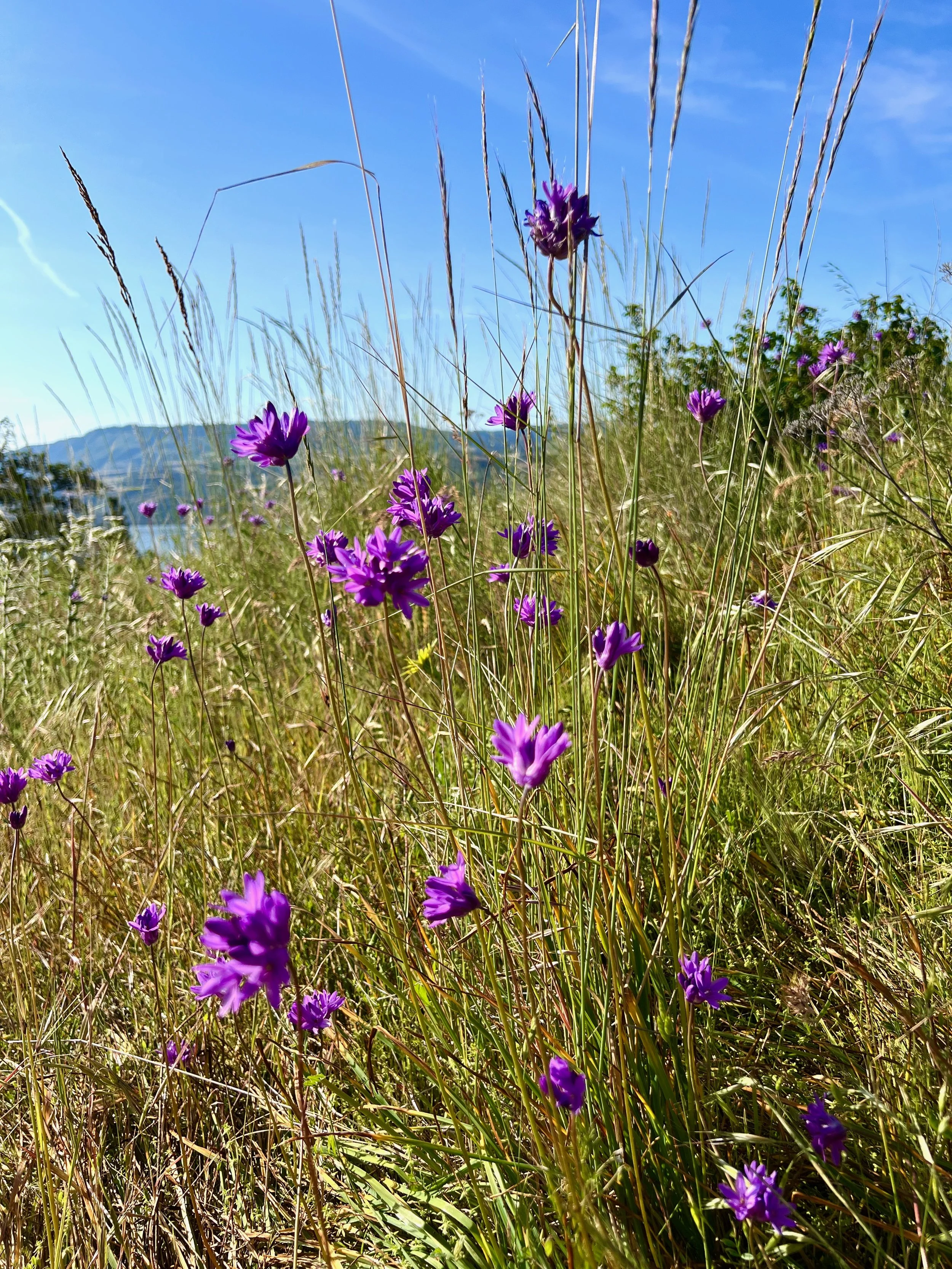 Dichelostemma capitatum or blue dicks also known as wild hyacinth found in the Columbia River Gorge, Catherine Creek