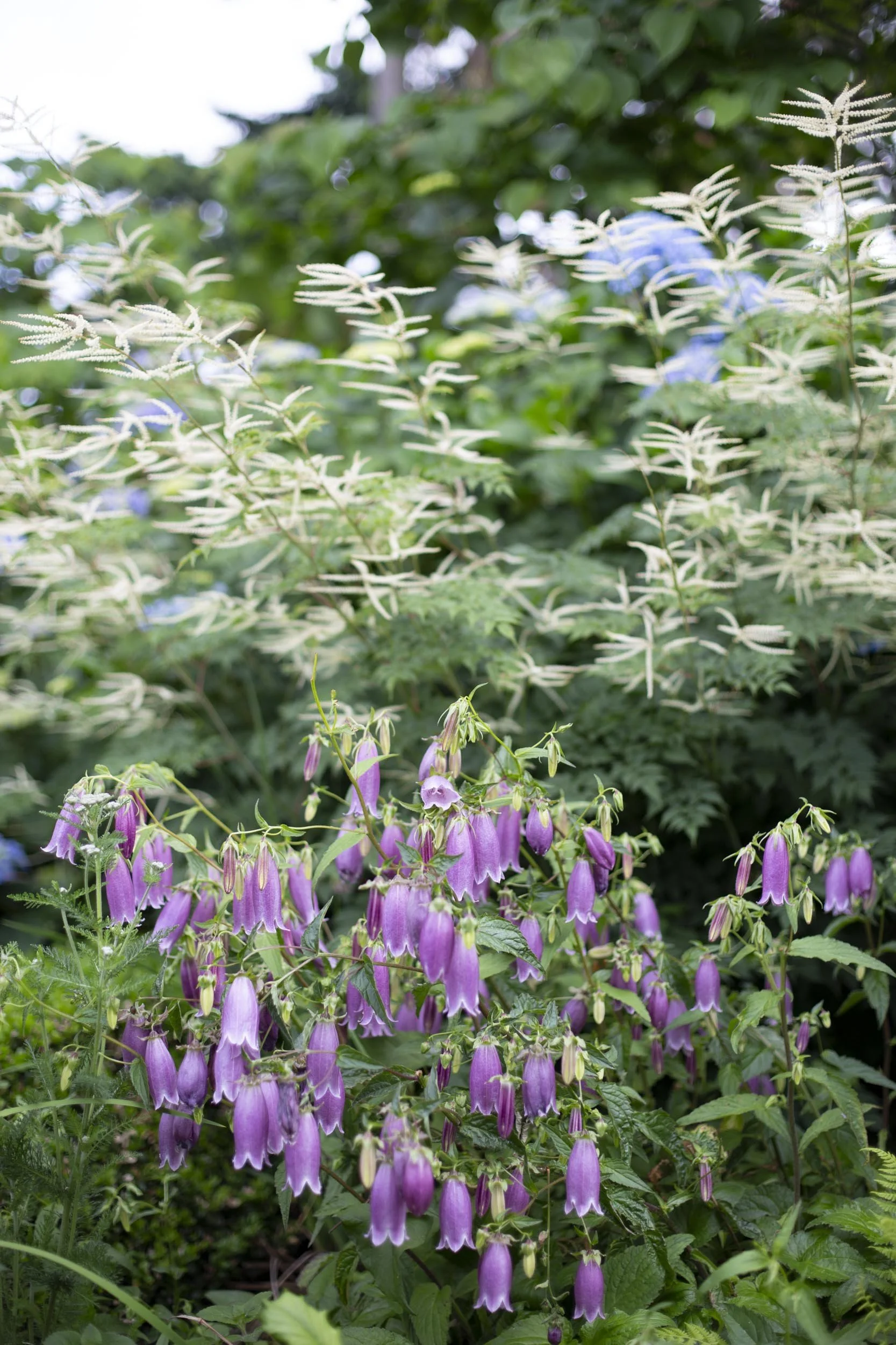 Goatsbeard and astilbe shade plant combination by Garden Riot Designs, White Salmon