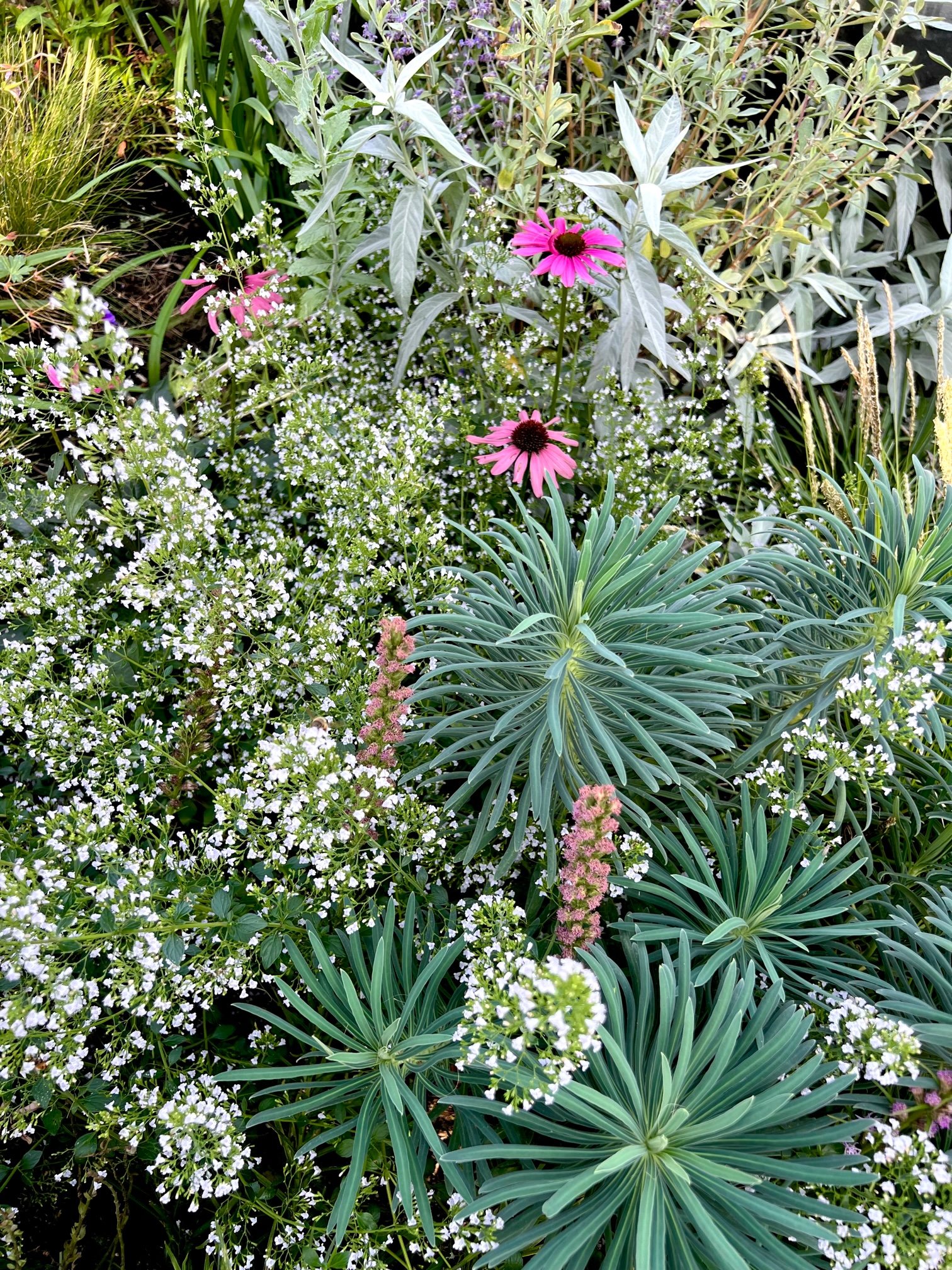 Calamintha nepeta and echinacea planting combination by Garden Riot Designs, White Salmon