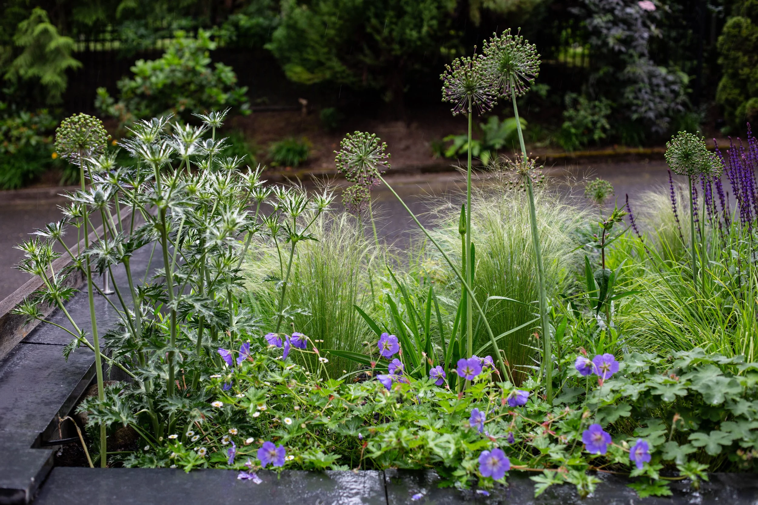 Geranium 'Rozanne' naturalistic wild garden design by Garden Riot Designs, Hood River, Oregon