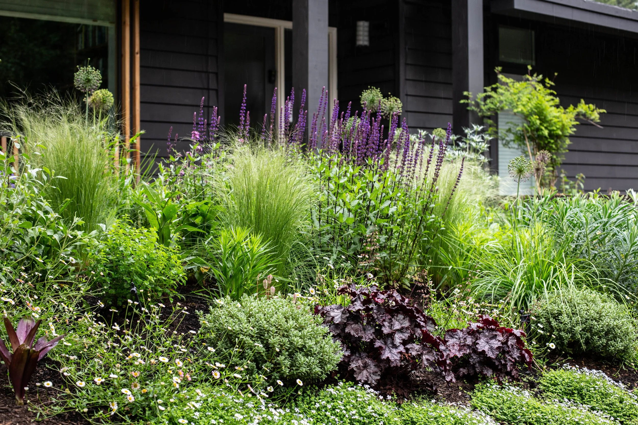 PNW wild meadow border in full bloom, Portland Oregon – Garden Riot Designs