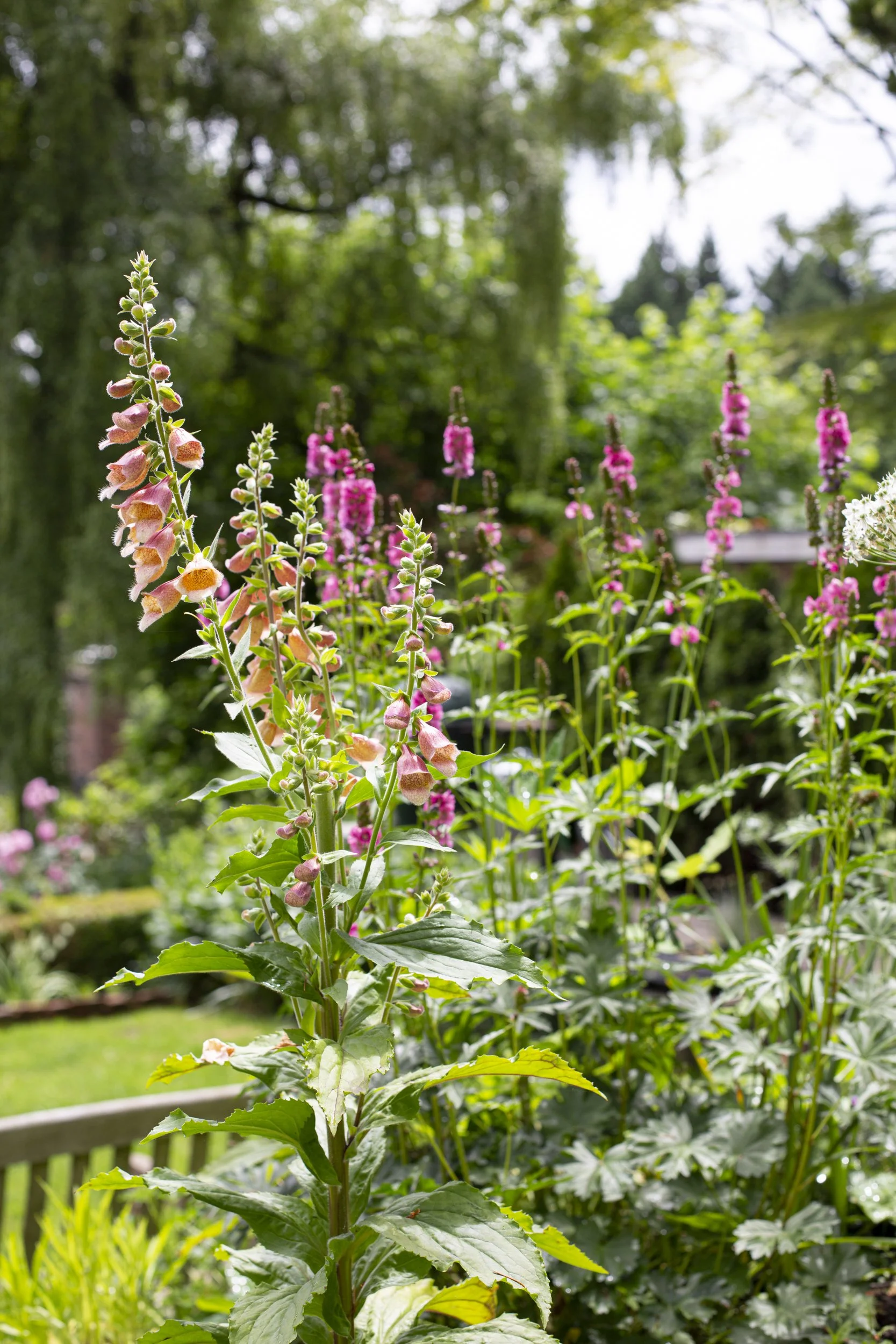 Foxglove English-style garden design by Garden Riot Designs, Pacific Northwest 