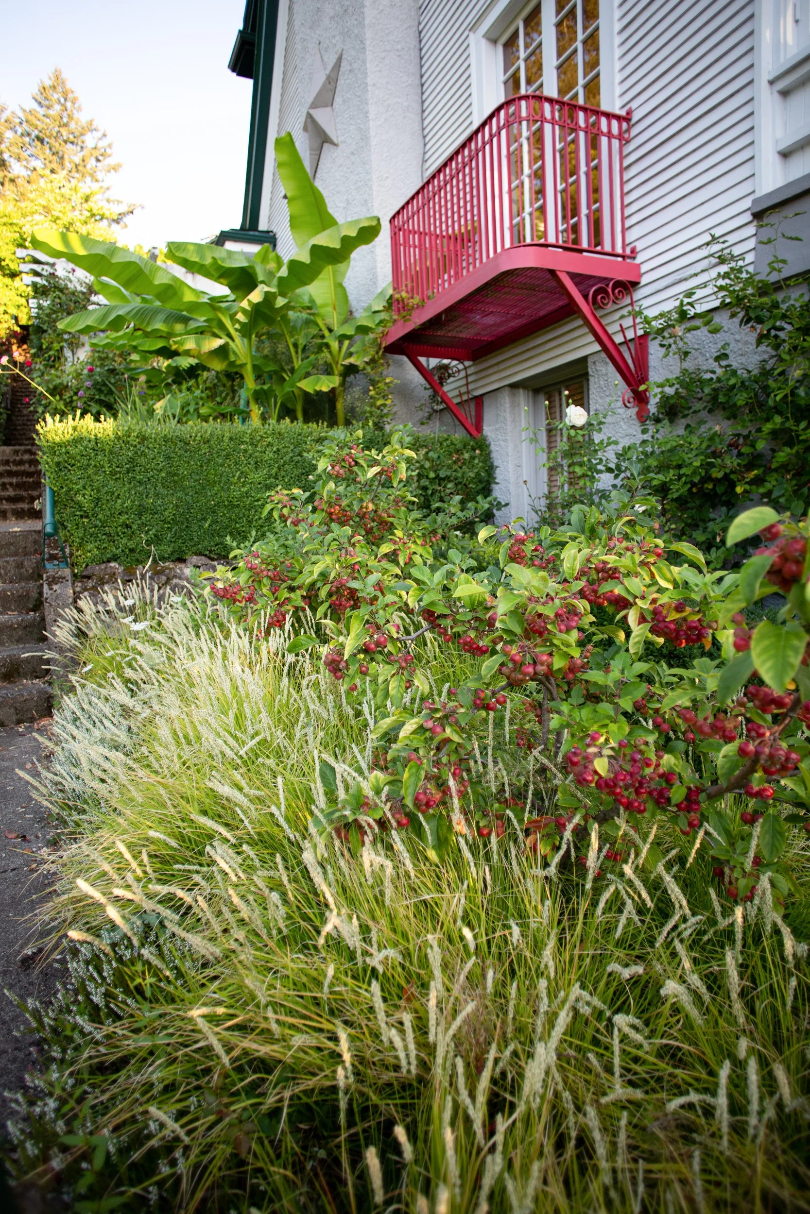 Sesleria autumnalis and crabapple 'Everest' design by Garden Riot Designs, Hood River 