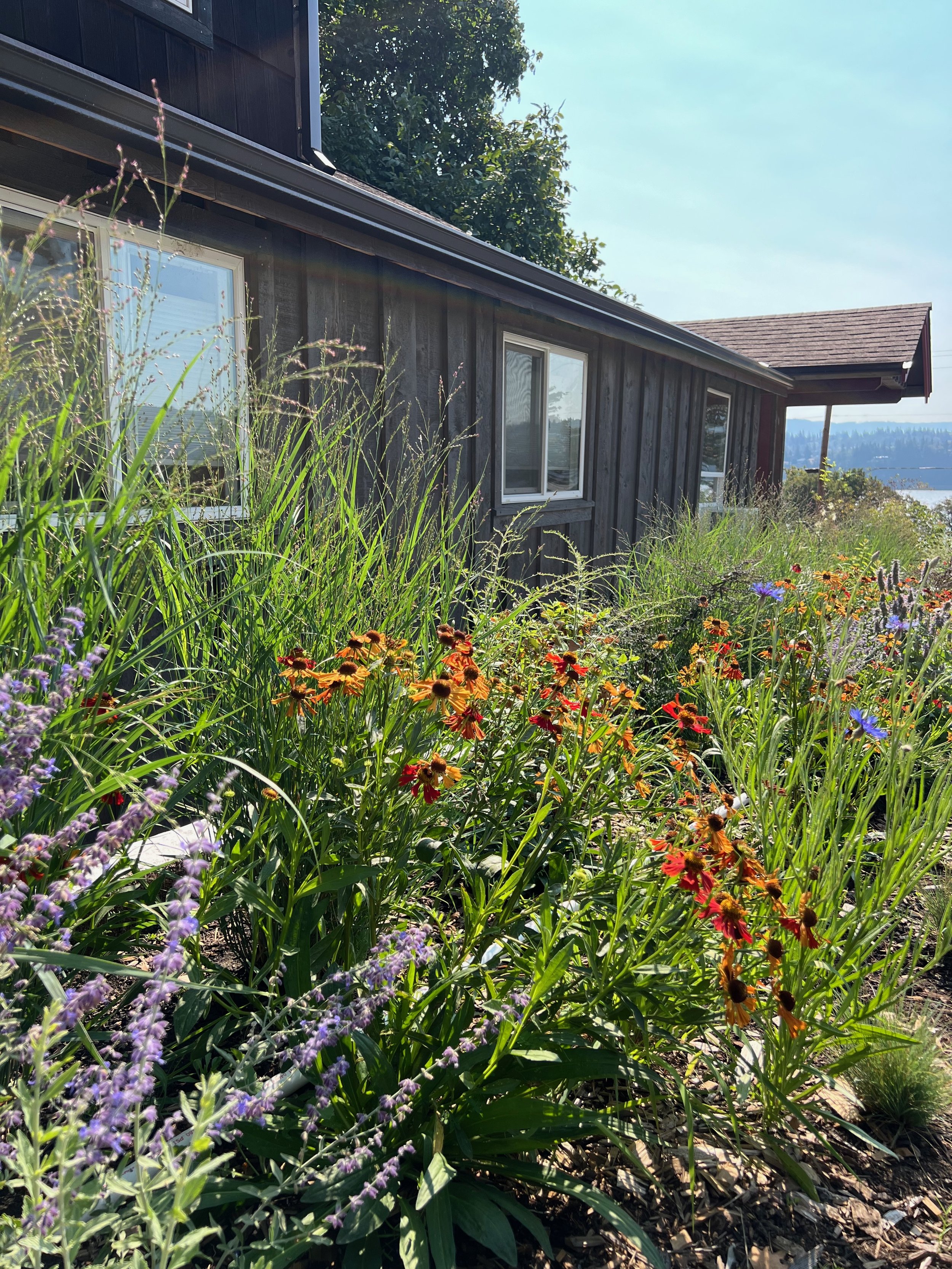 Russian sage and heirloom ornamental grass by Garden Riot Designs, Underwood, Washington