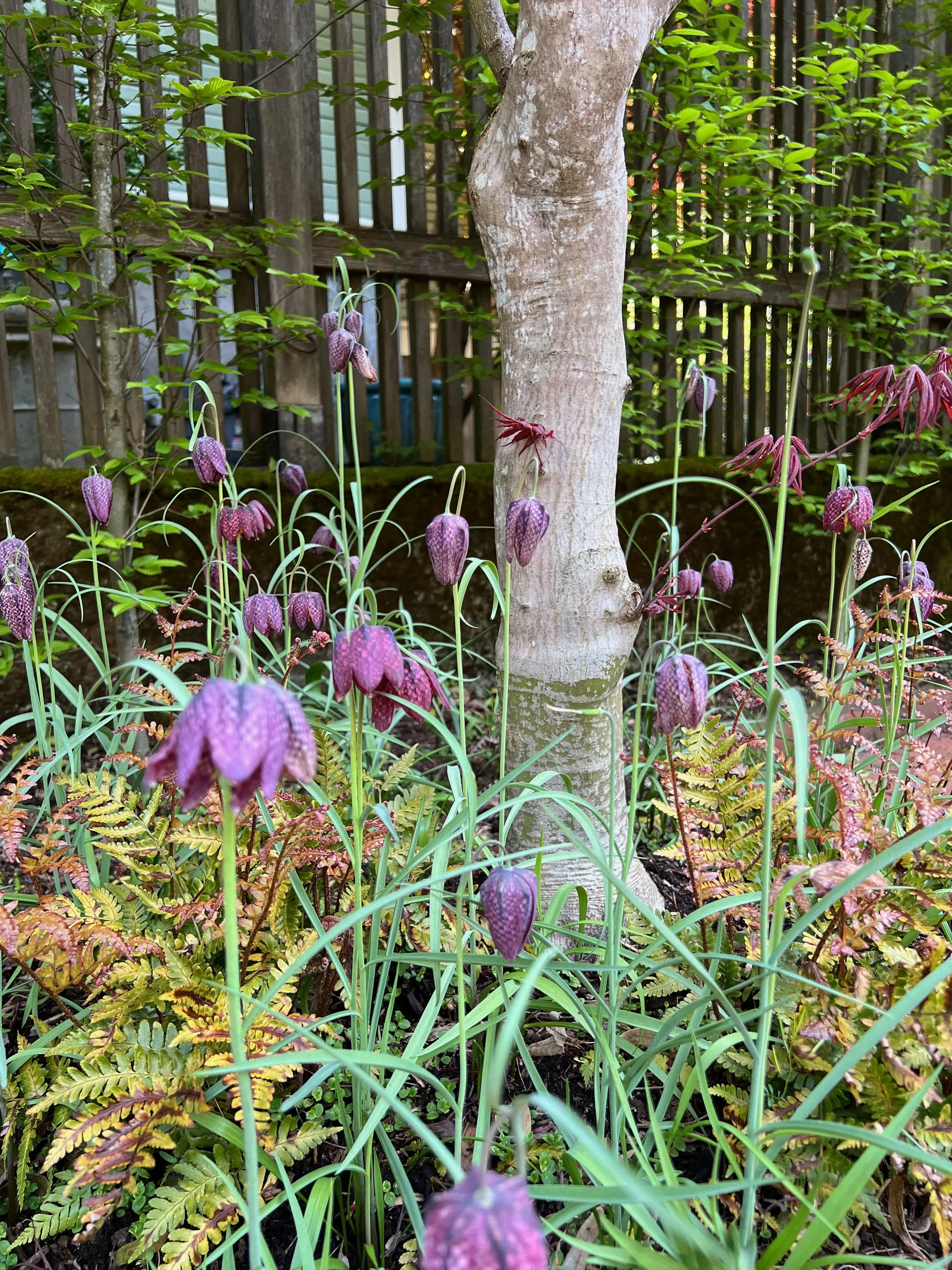 Fritillaria and snake lily planting by Garden Riot Designs, Columbia River Gorge