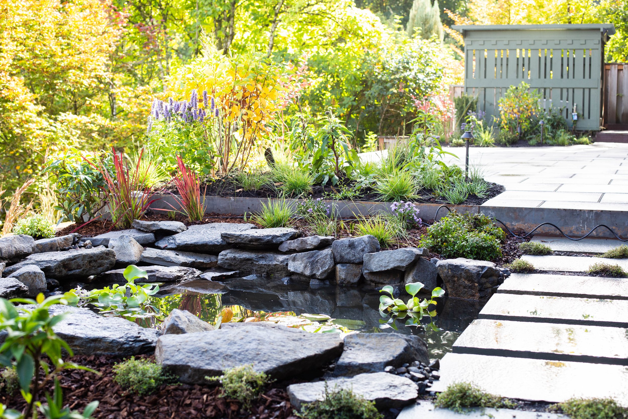 Water garden with blood grass, agastache, and steel edging by Garden Riot Designs, PNW