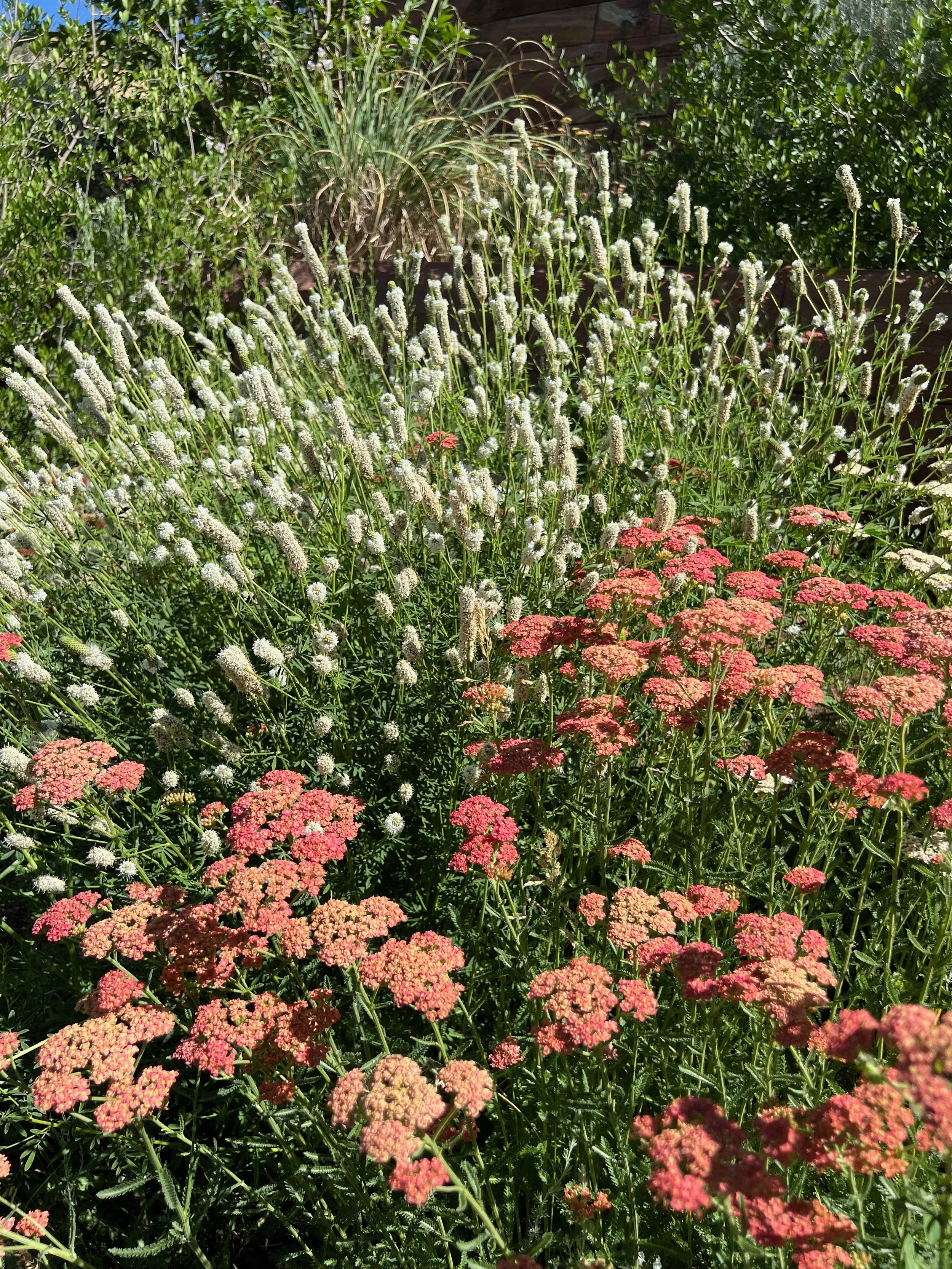 White lavender and yarrow plant combination by Garden Riot Designs, Hood River