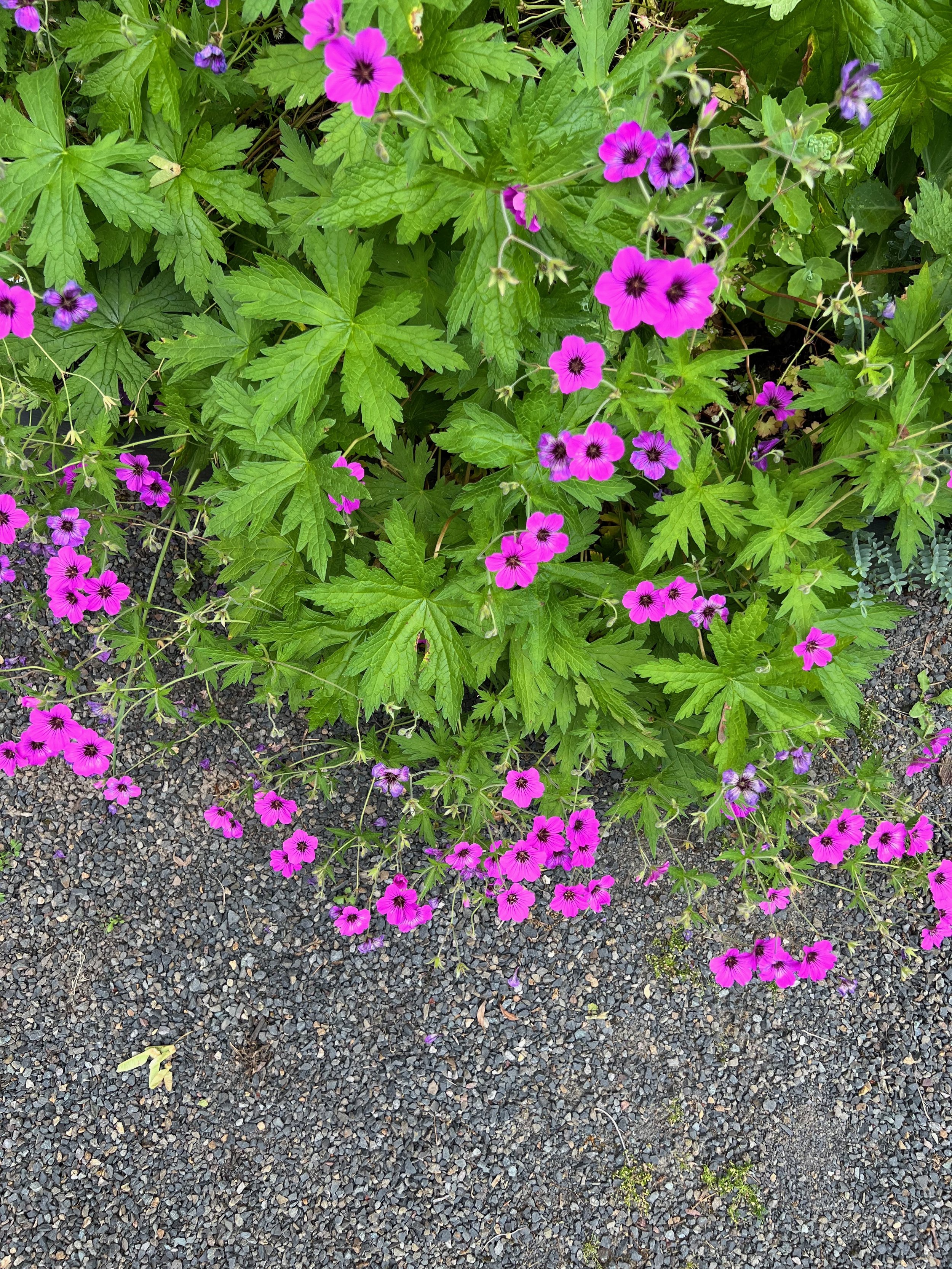 Geranium 'Patricia' garden design by Garden Riot Designs, White Salmon, Washington