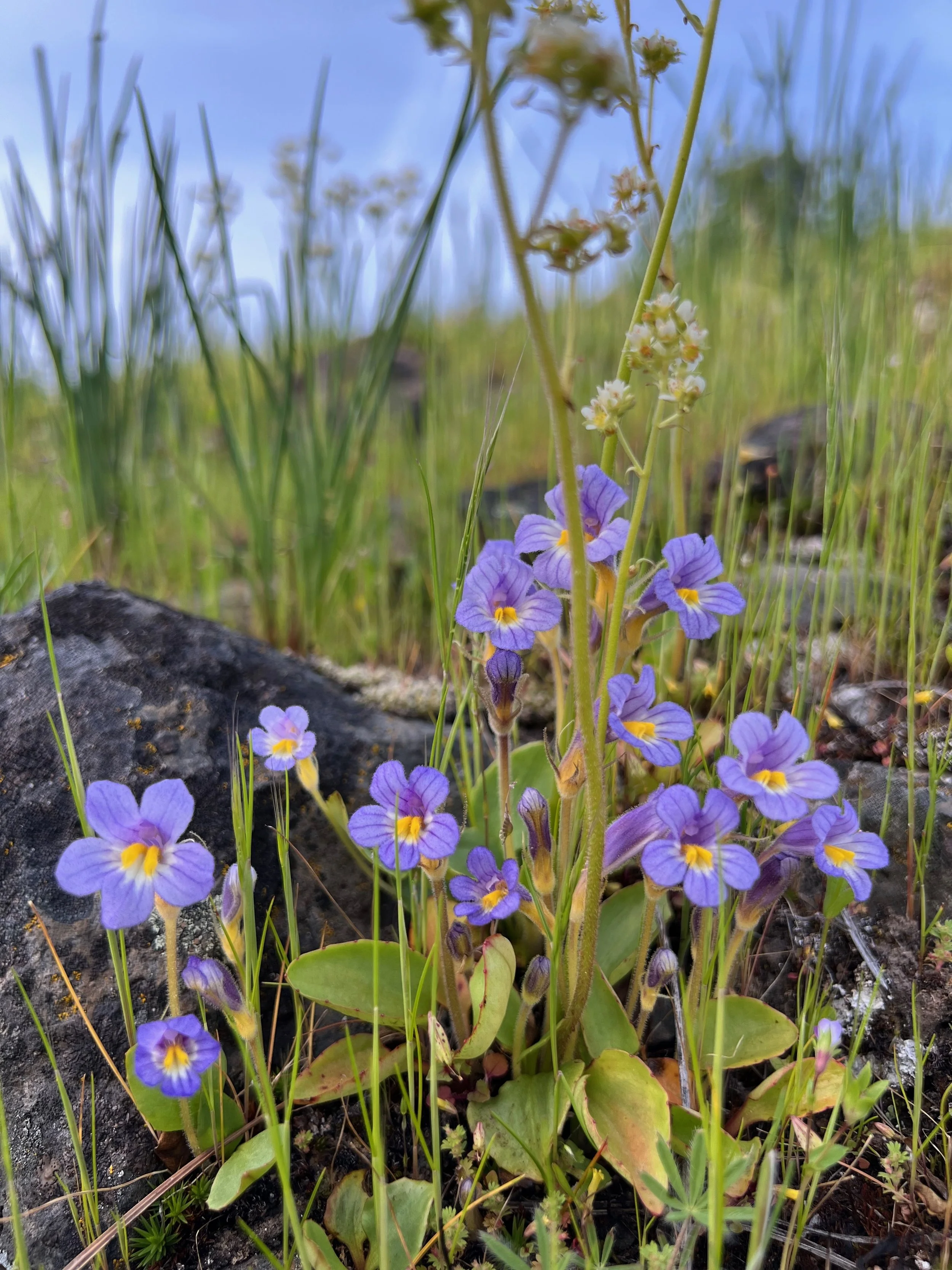 Viola adunca or hook spur violet commonly known as western dog violet found in the Columbia River Gorge