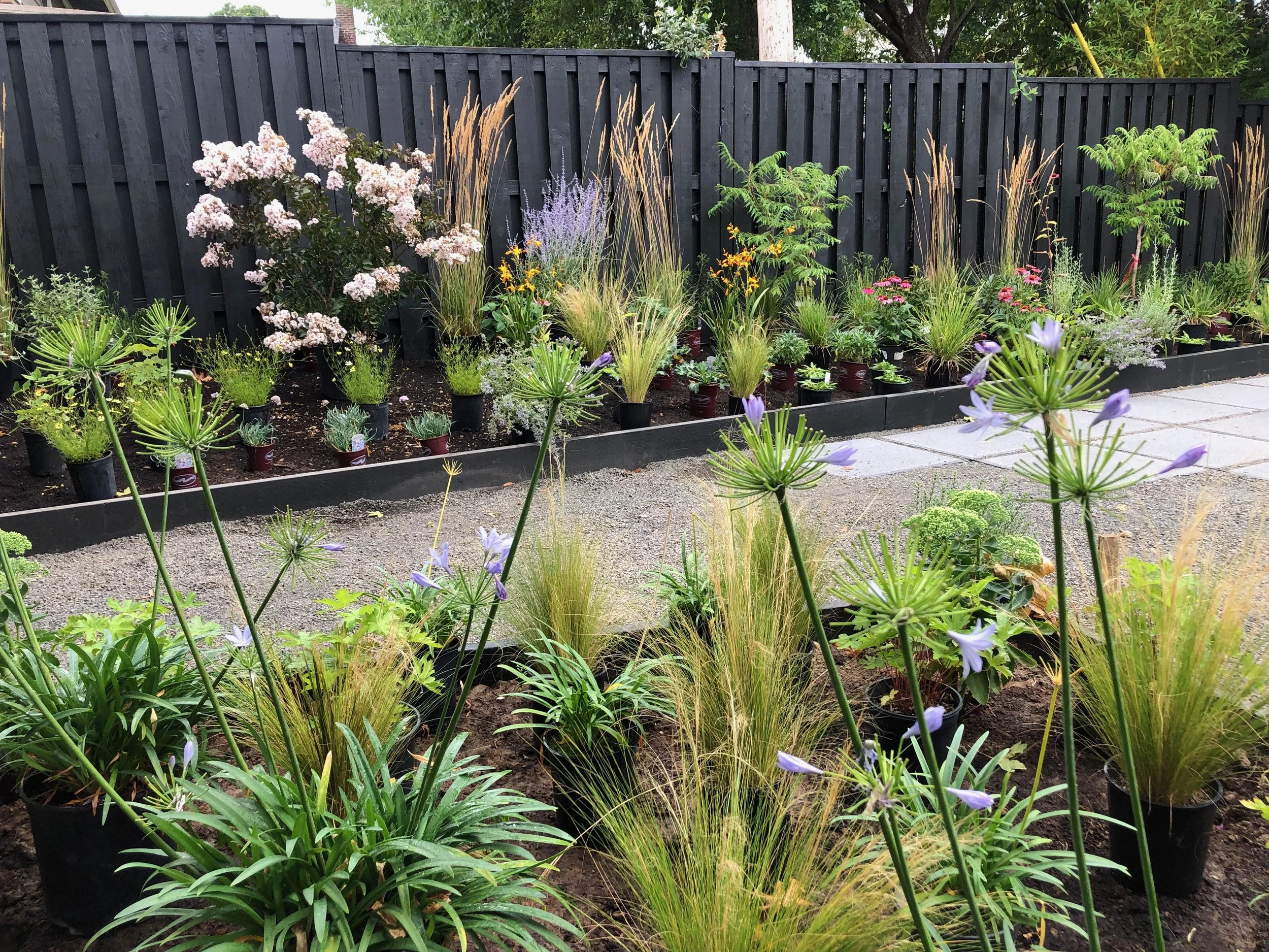 Mexican feather grass and agapanthus wild garden design by Garden Riot Designs, Hood River