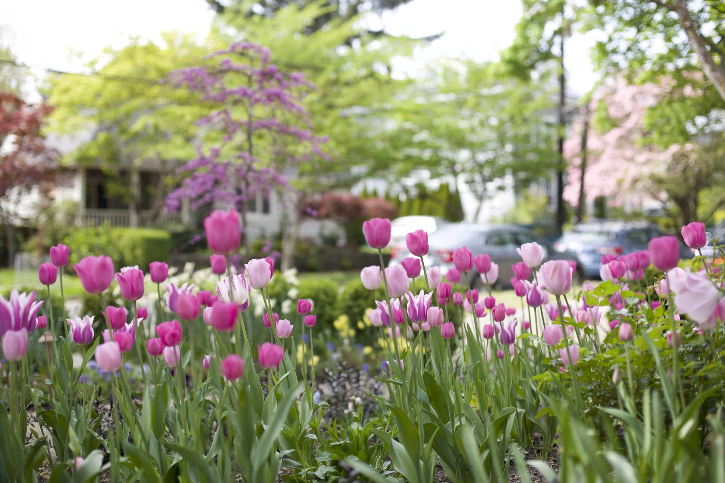 Tulips in a no-lawn low-maintenance front garden design by Garden Riot Designs 