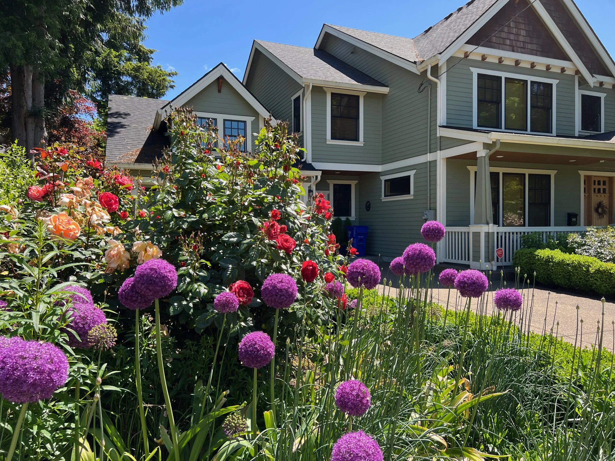 Allium 'Purple Sensation' no-lawn cutting garden by Garden Riot Designs, Pacific Northwest 