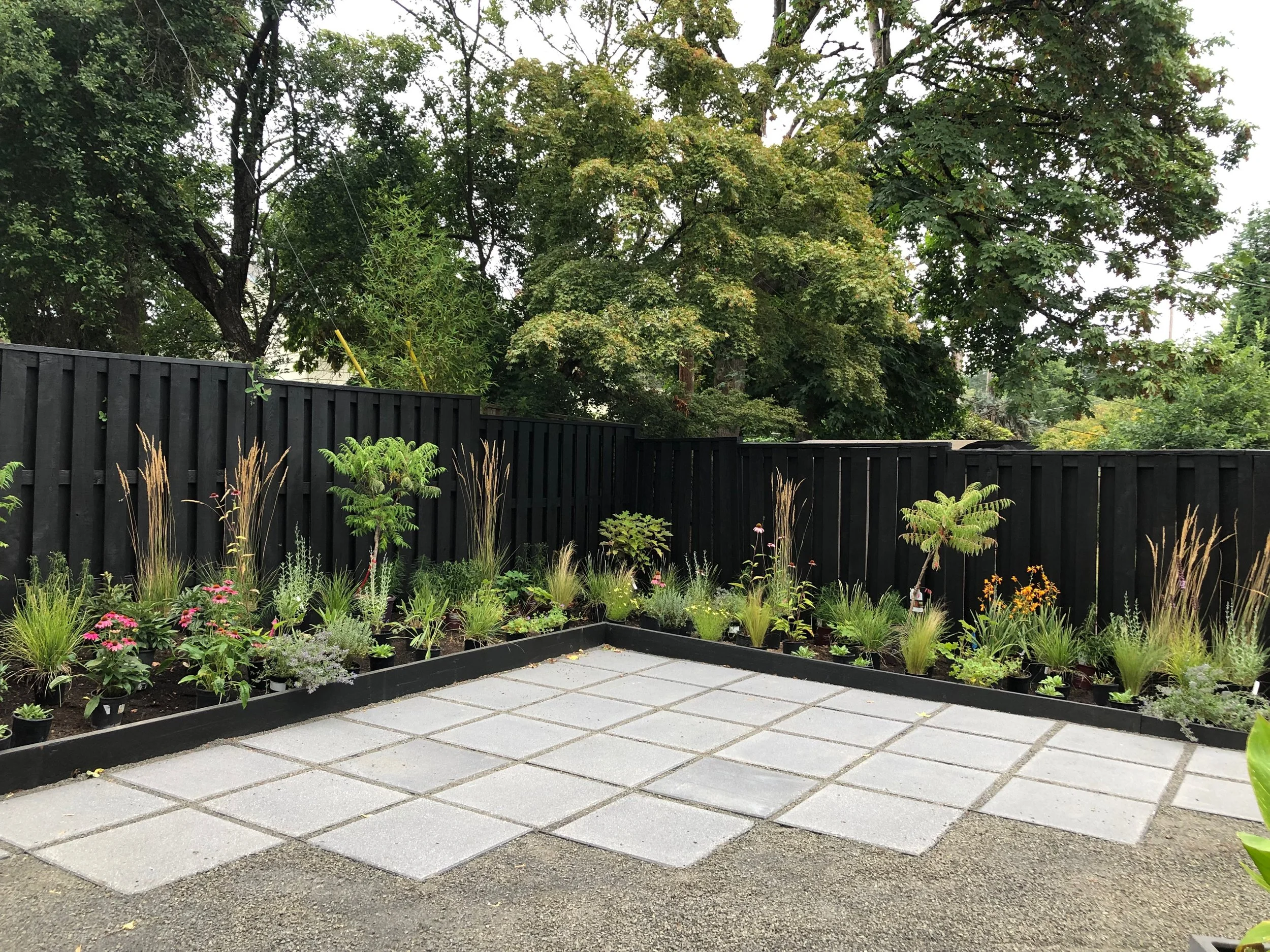 Thut trees and Karl Foerster grasses modern garden design by Garden Riot Designs, Hood River