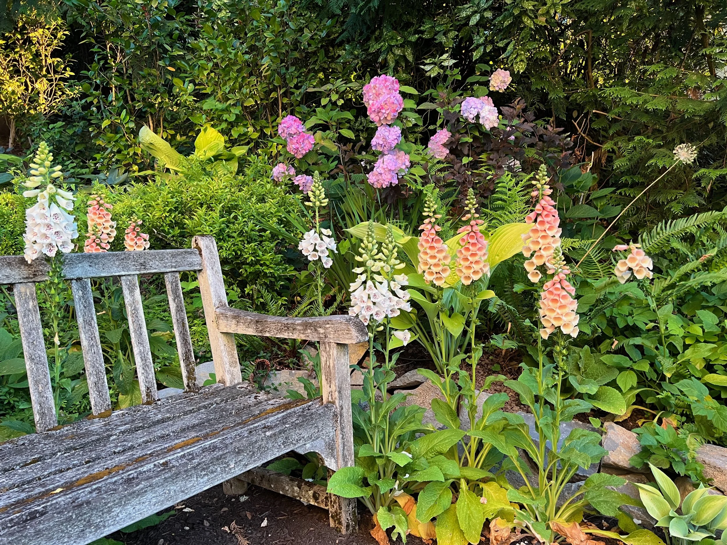 Foxglove and hydrangea garden with cedar bench by Garden Riot Designs, Columbia River 