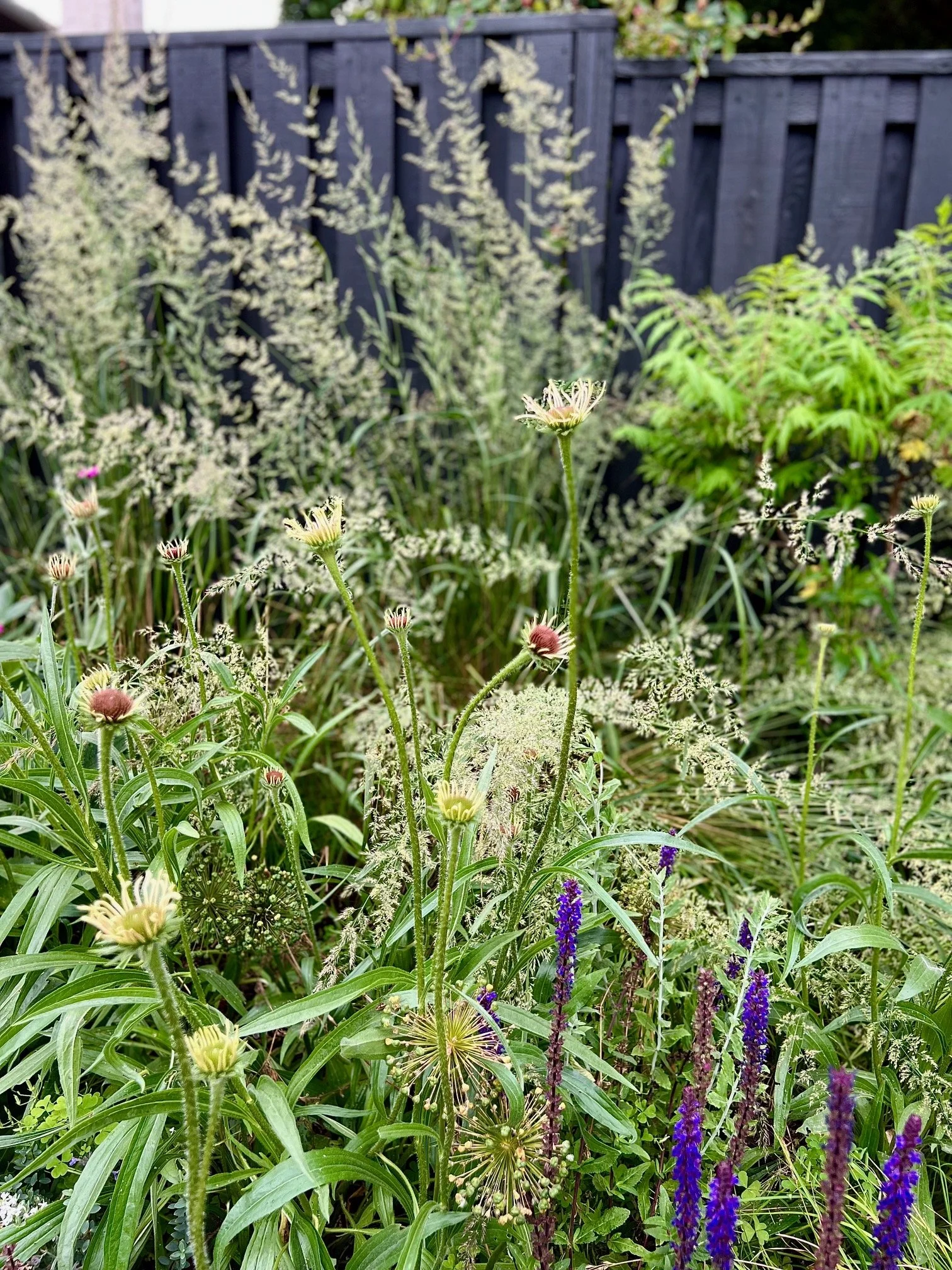 Wild meadow garden design by Garden Riot Designs, Hood River, Oregon