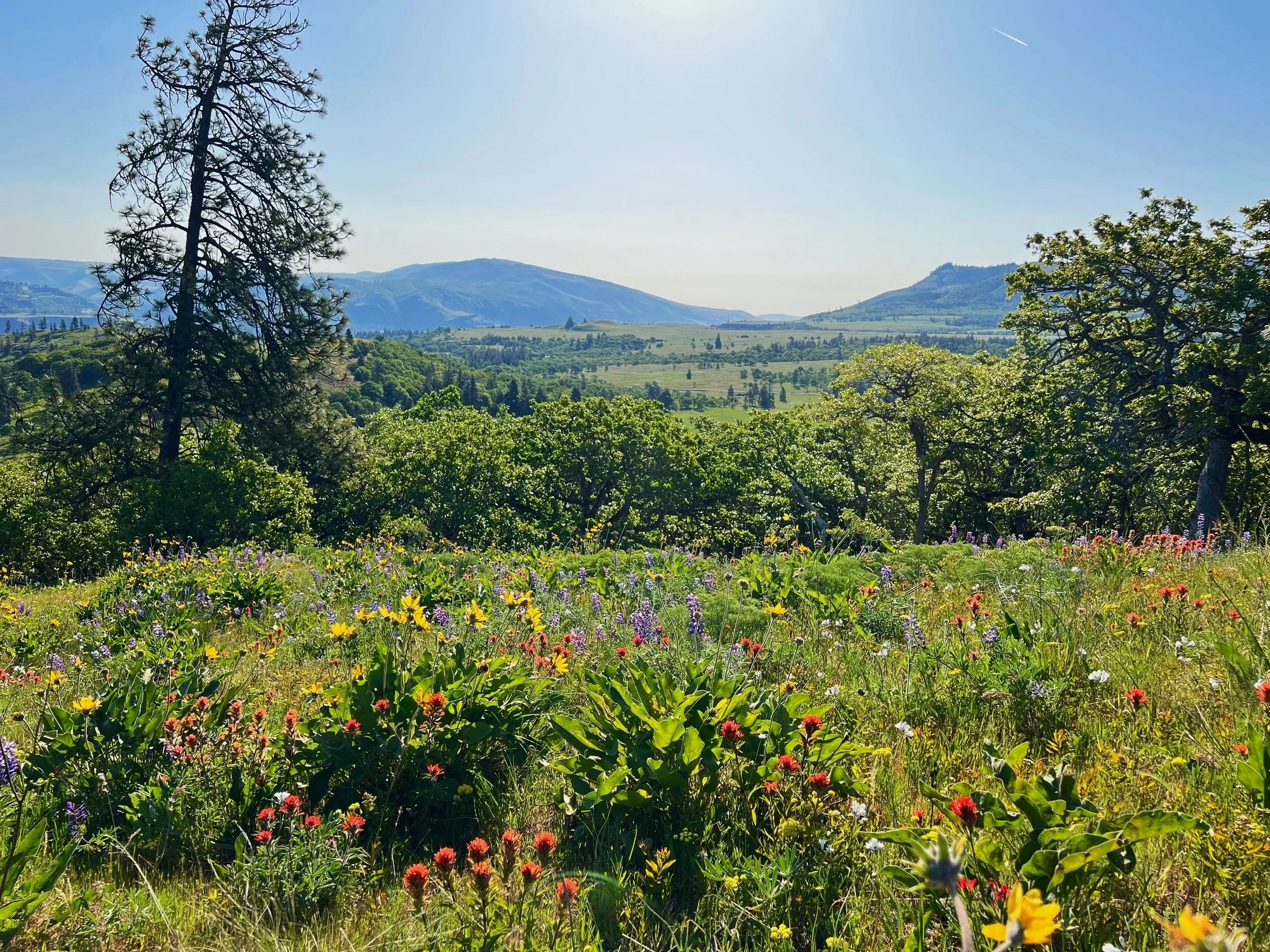 Wild flowers balsamroot sunflower, lupine, Memalose Plateau Mosier Oregon Garden Riot Designs