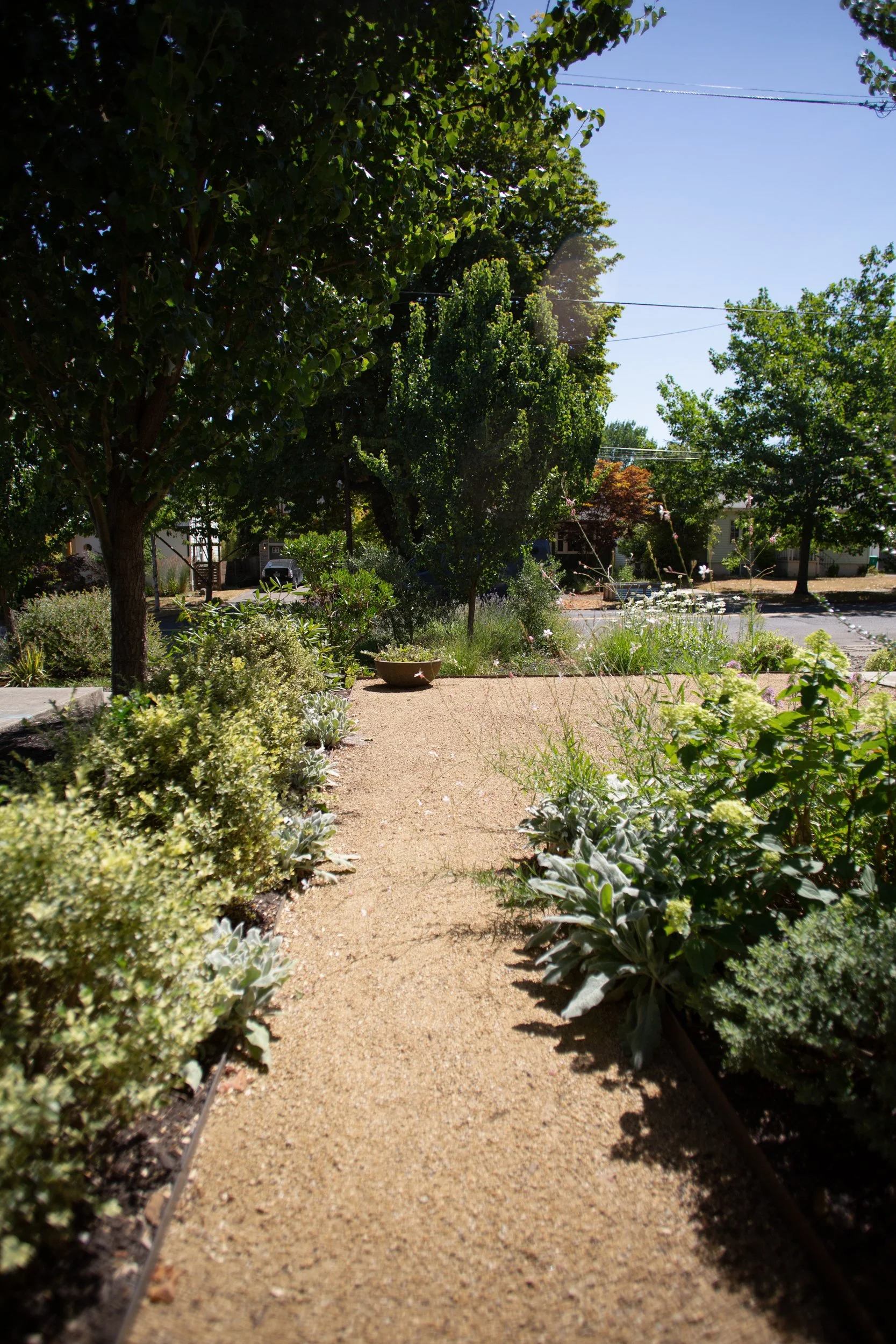 Decomposed granite pathway with lamb's ear by Garden Riot Designs, Hood River