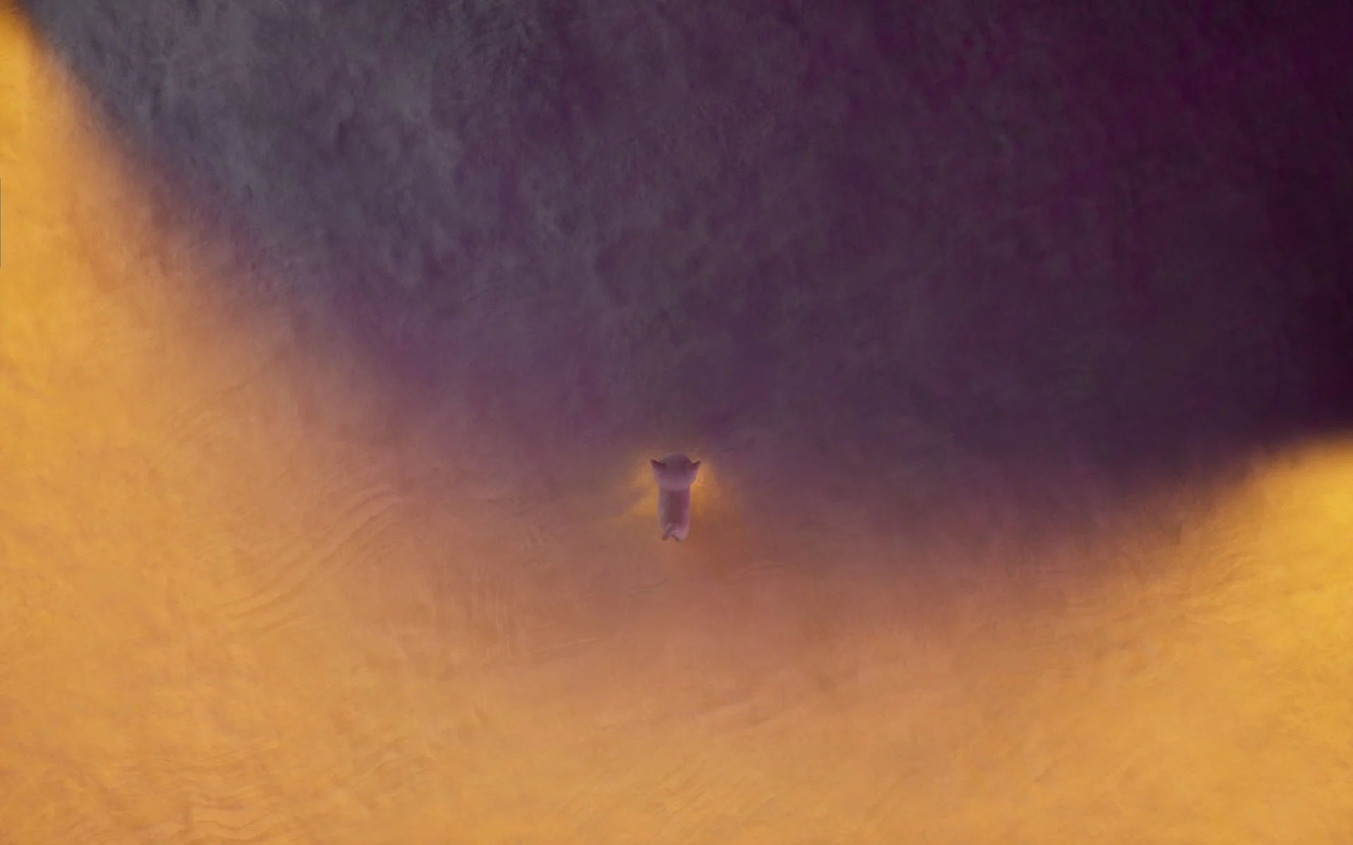 White kitten glows with an orange cast in the shadow of giant orb