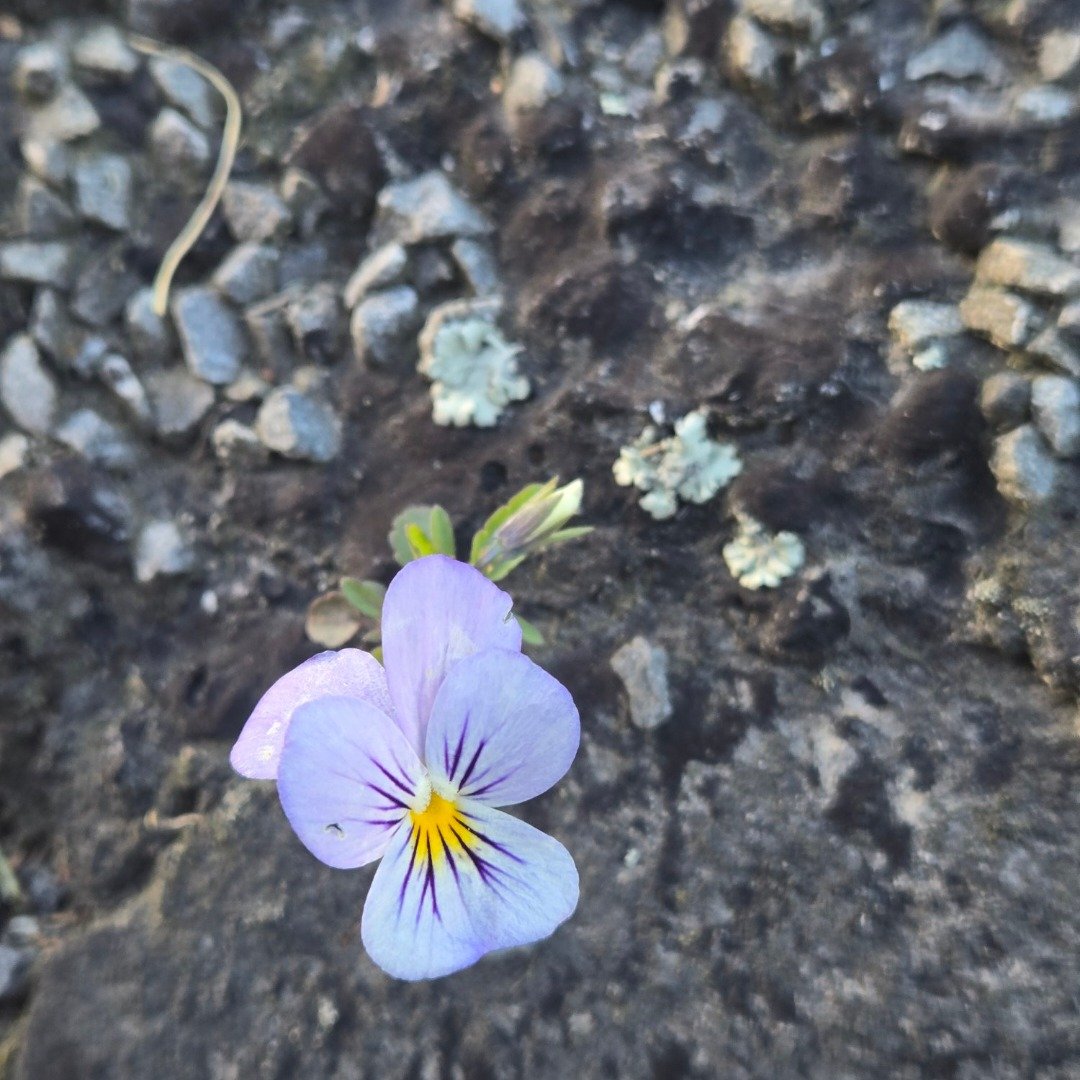 Lean into rough terrain
Refrain
From pretence 
Start again
Greet the sun 
With a blooming face
Calm in the cracks
Ignoring facts
Hope within tyre tracks
Flowing heart
Life is smart
#resilience #endure #flowerphotos #pansies #heart