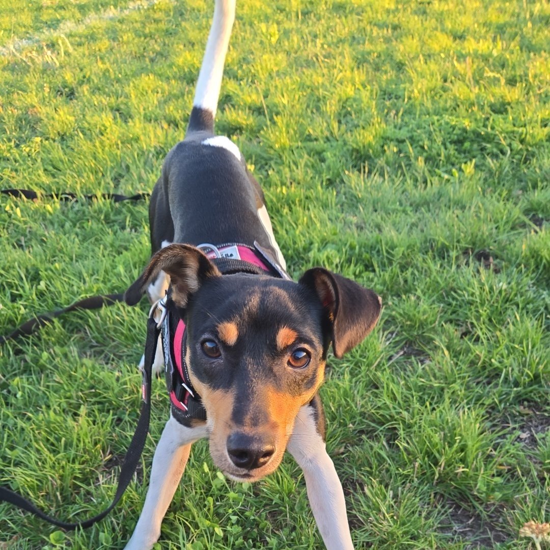 #dogs rock. So much energy and happiness. 
#miniaturefoxy