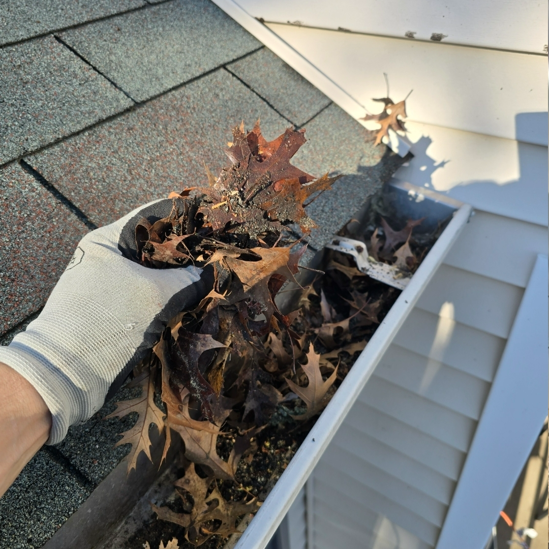 A person wearing a glove is removing dead leaves from a house gutter, with shingles on the roof visible nearby.