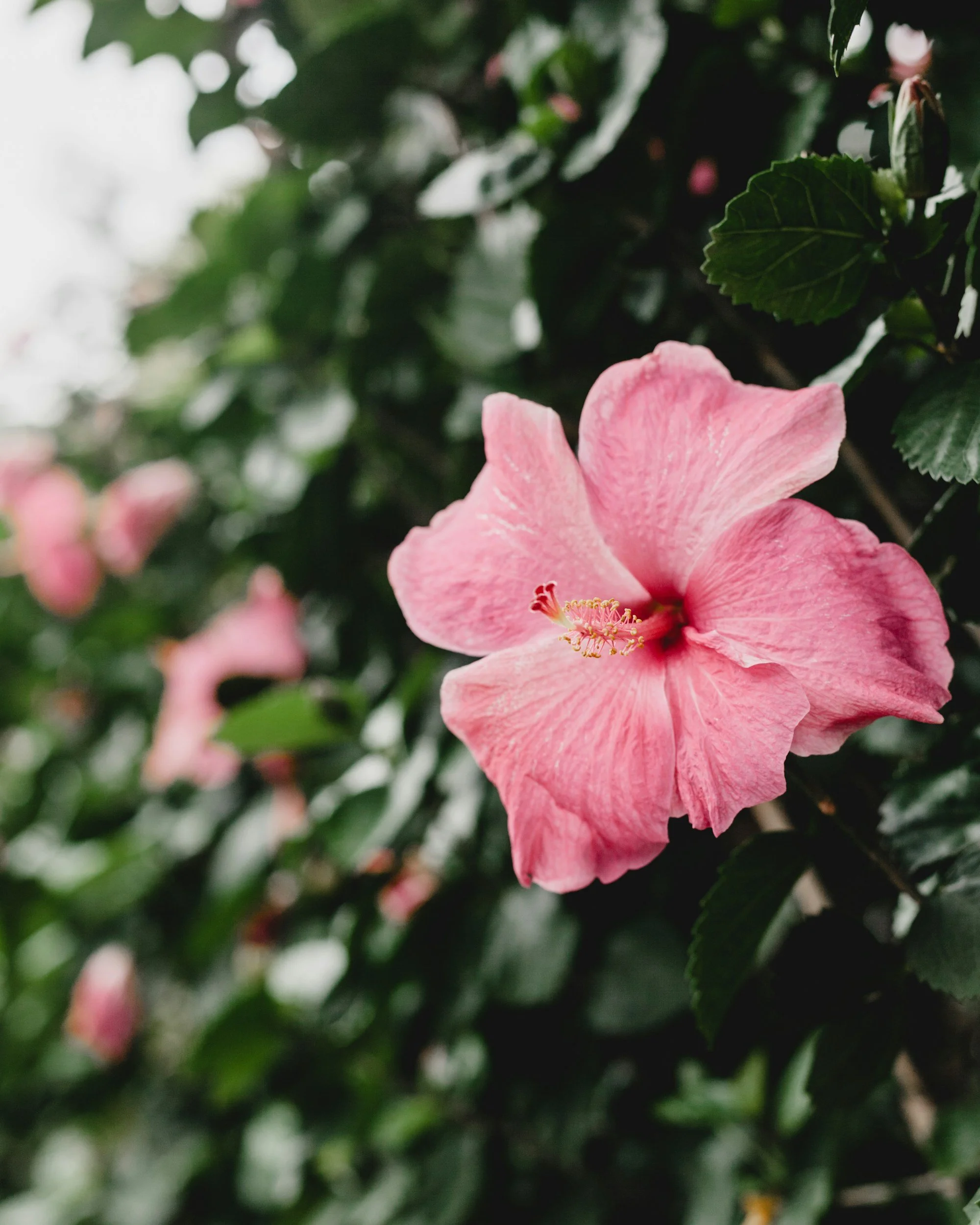 Close-up of a pink hibiscus flower with green leaves in the background.