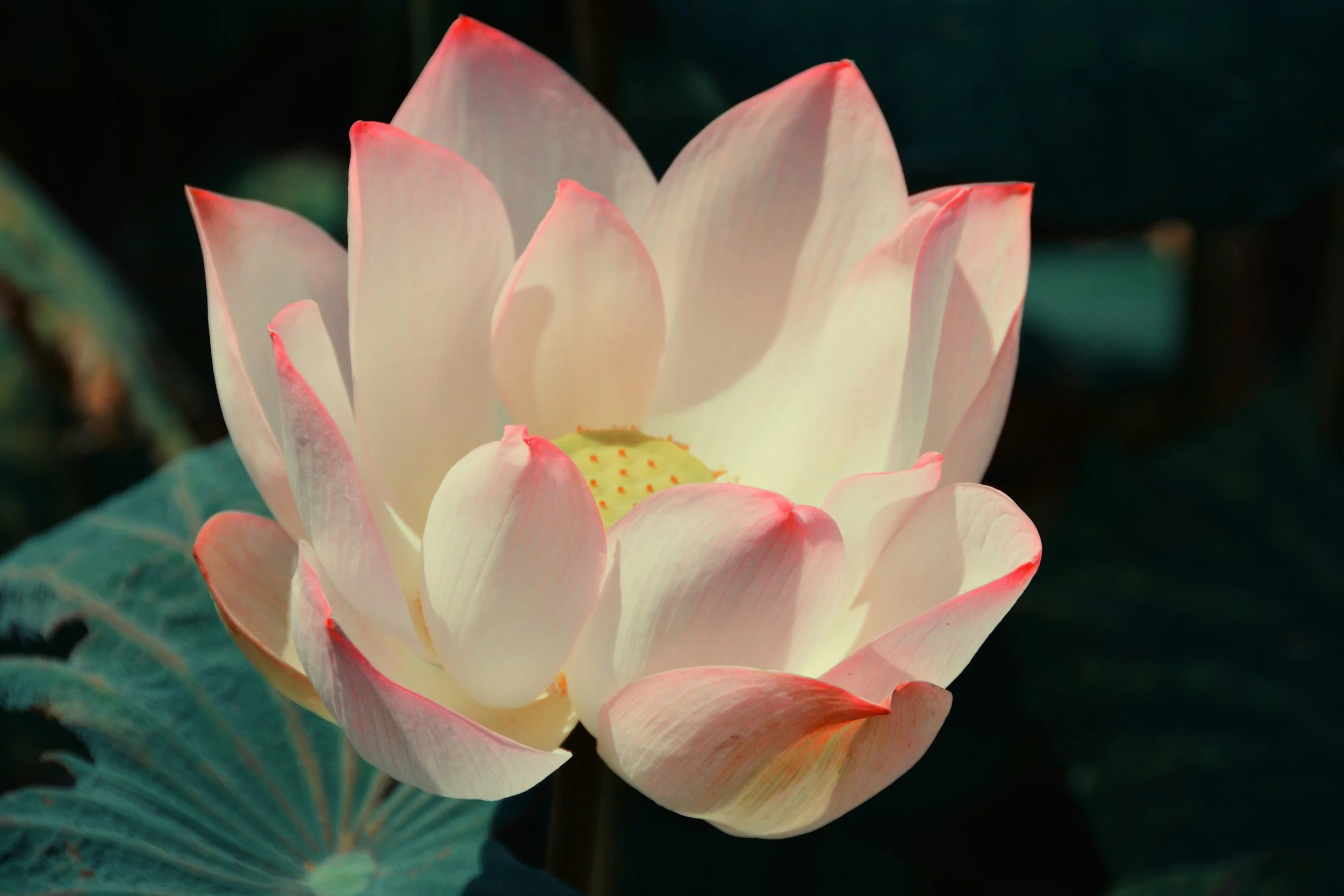 Lotus flower on water