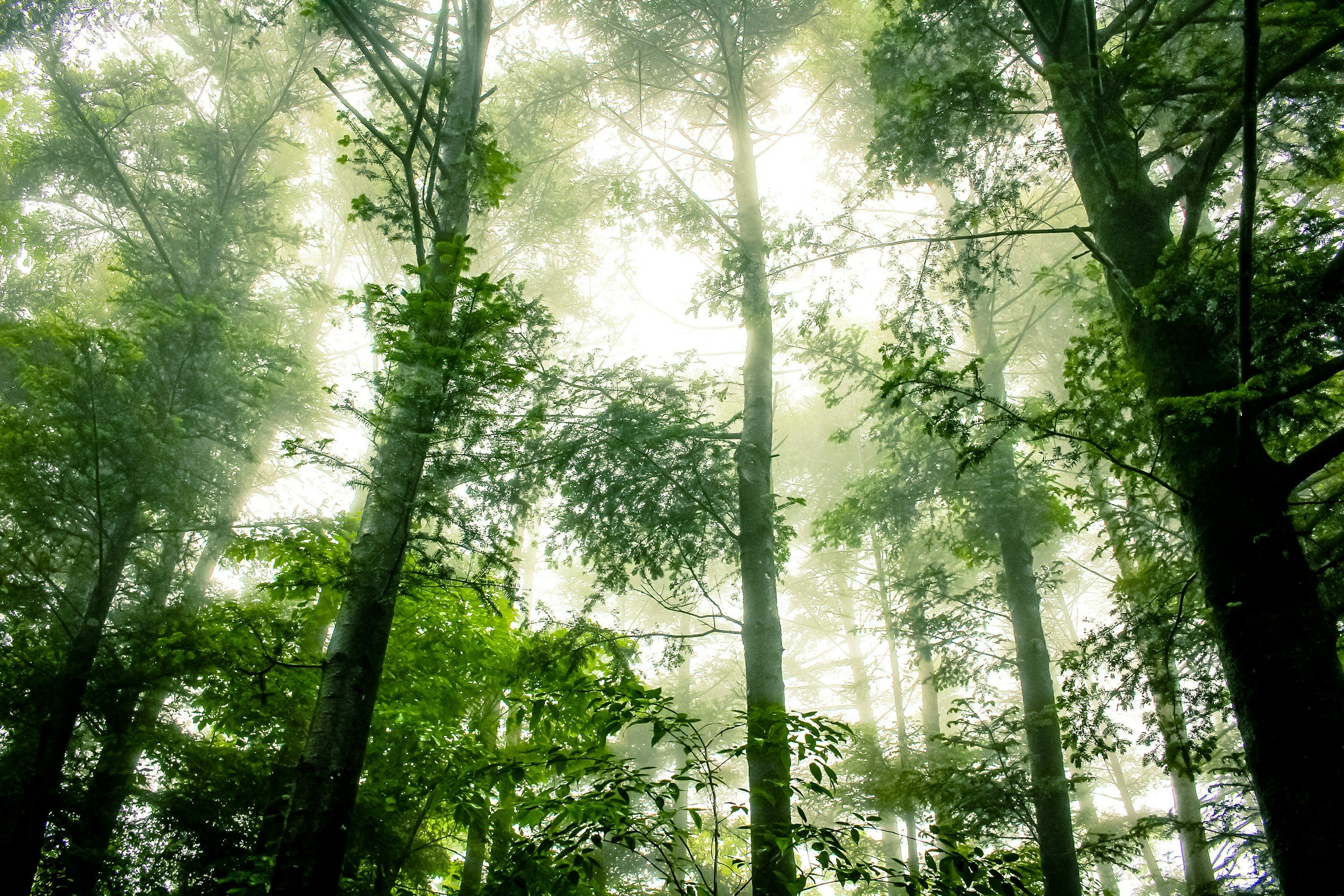 Green trees in a forest with sun shining through the canopy