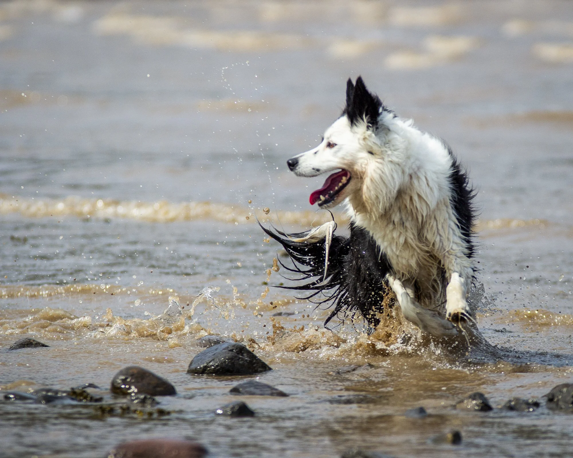 Collies WEBSITE-1.jpg