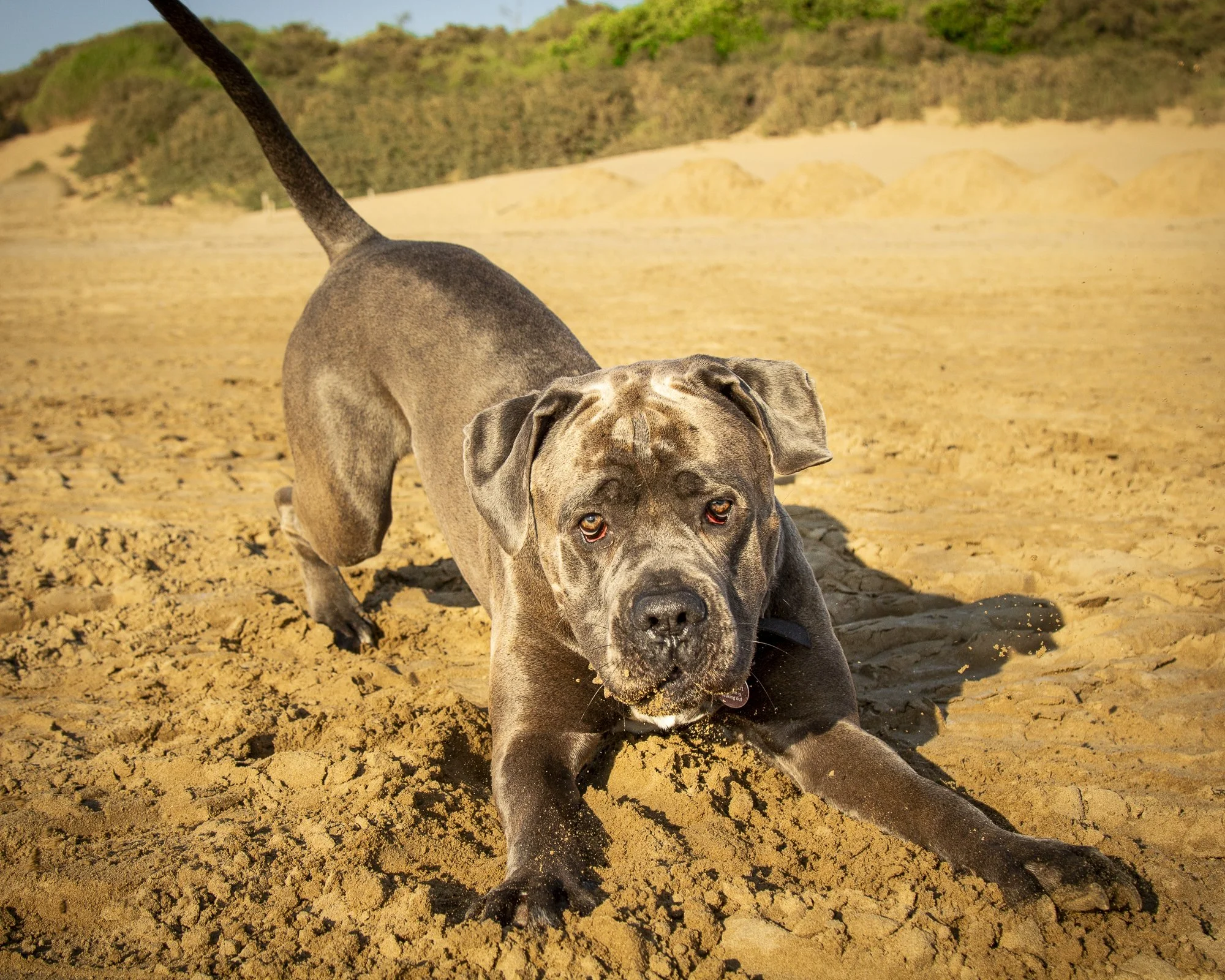 Bruiser WEBSITE-1.jpg