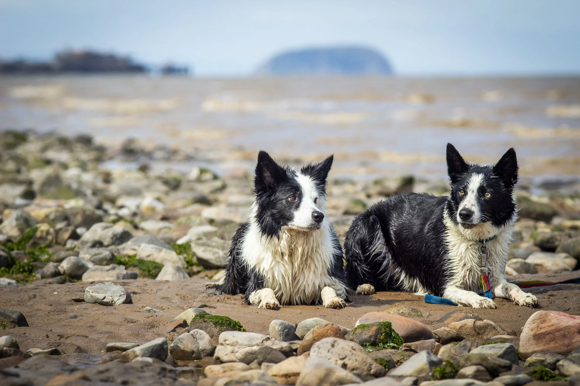 Collies WEBSITE-3.jpg