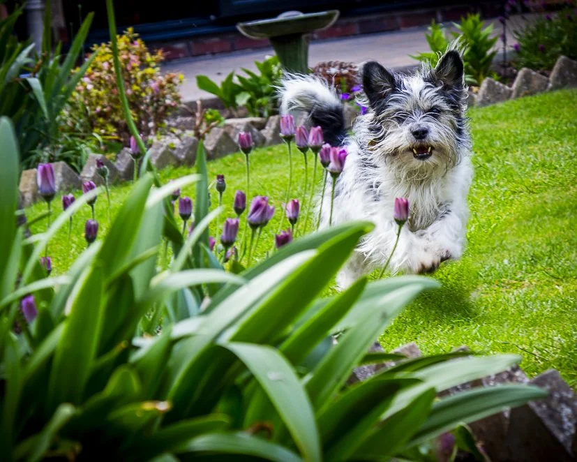 archie 2 flyer-1.jpg