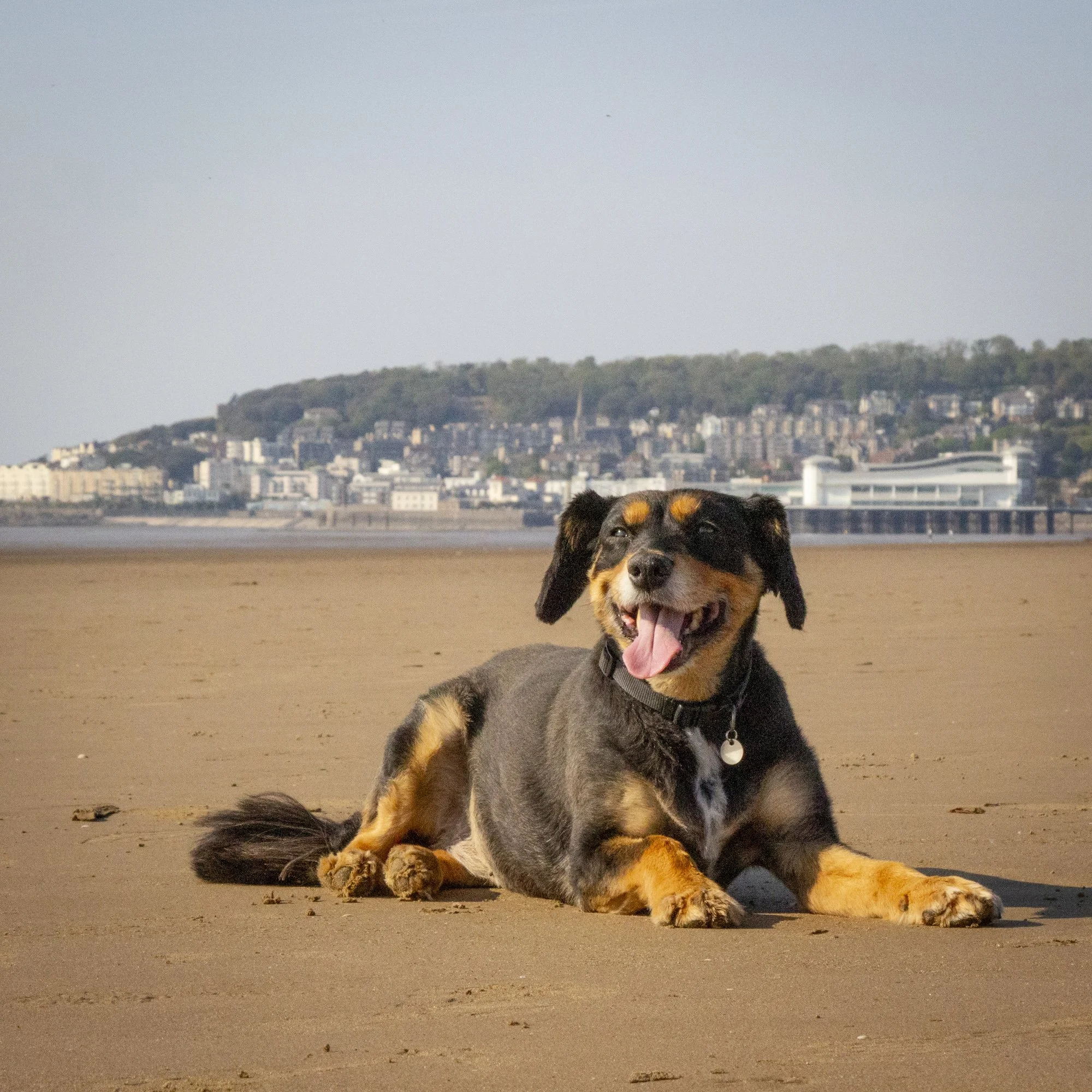 Back Behind the Lens: My First Dog Shoot.