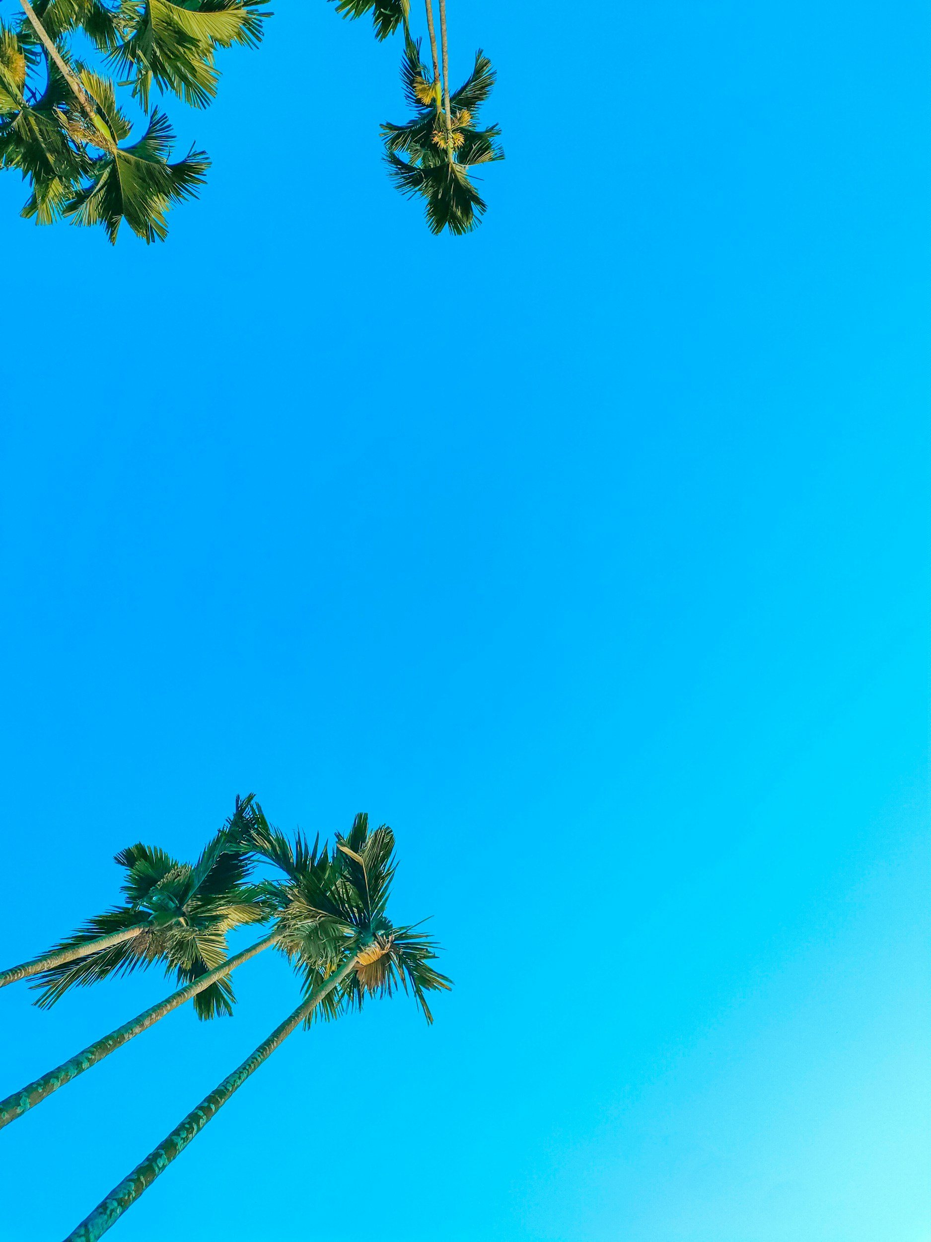 Tall palm trees with green fronds against a bright blue sky.