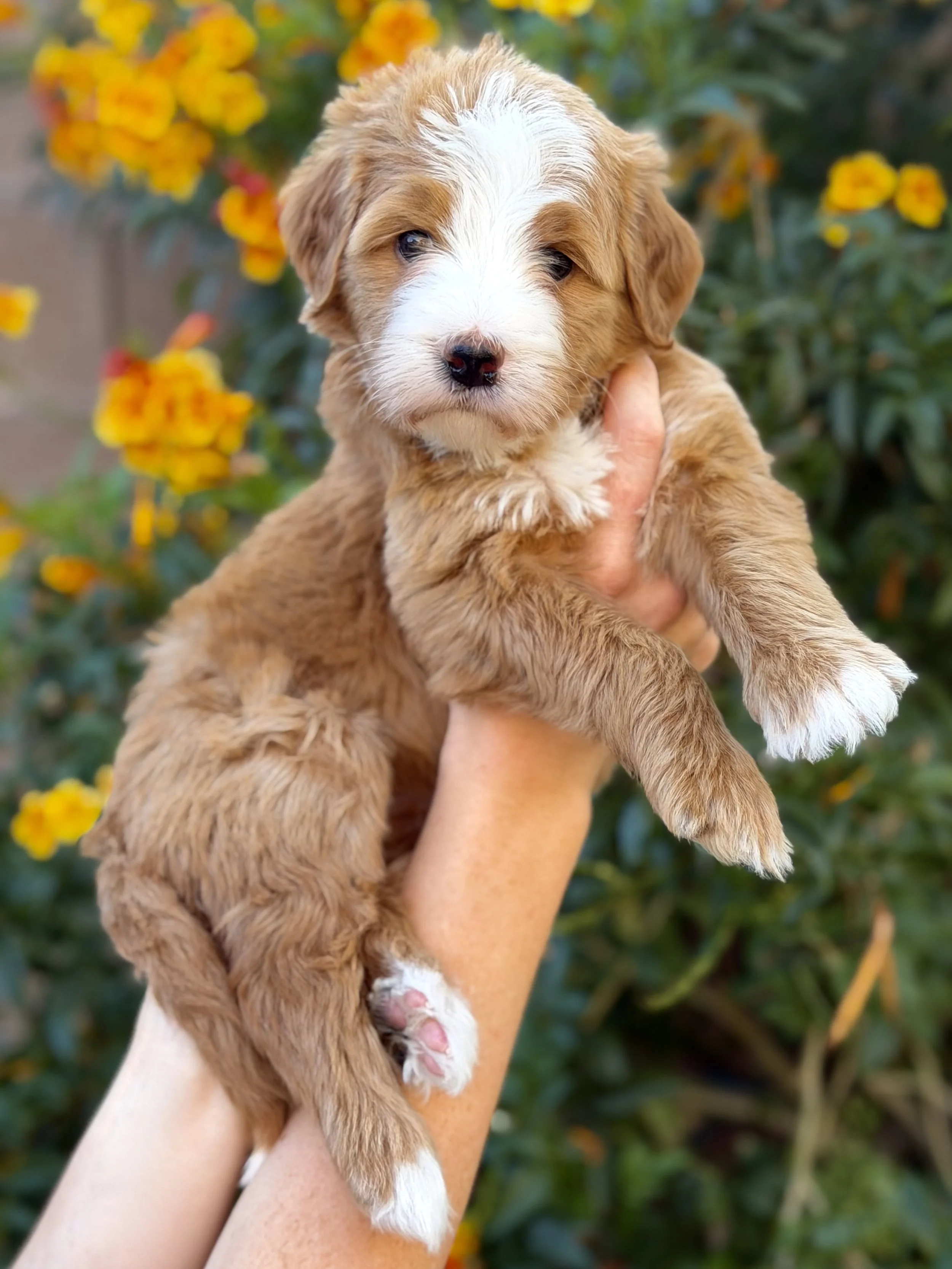 bernedoodle breeder arizona