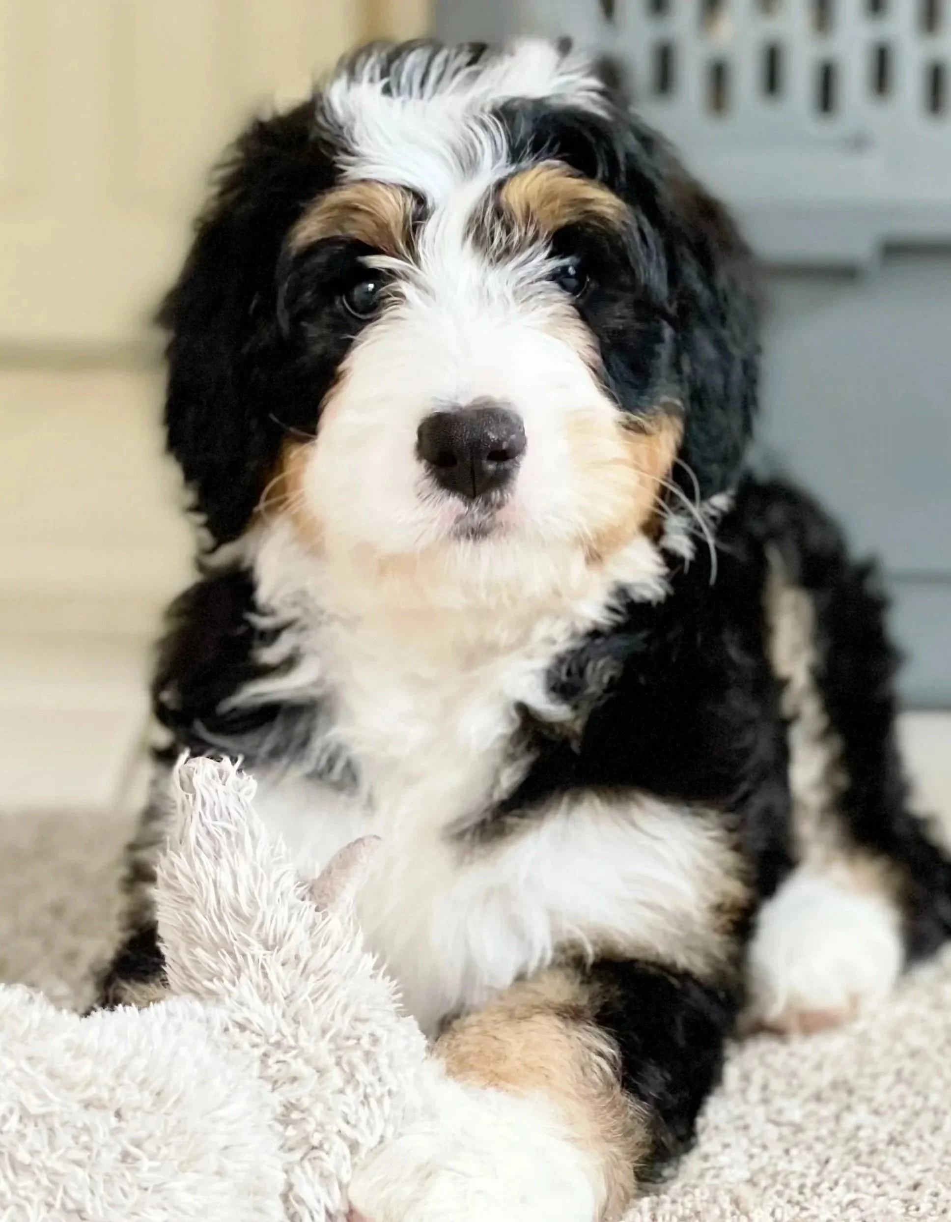 available bernedoodle puppies in az